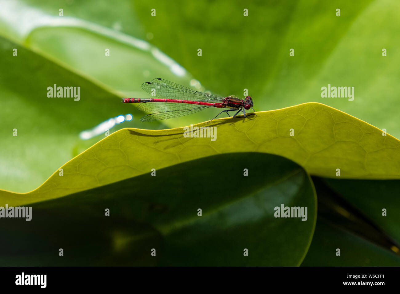 Una libellula (Anisoptera) appoggiata su una foglia di una ninfea bianca (Nymphaea) Foto Stock