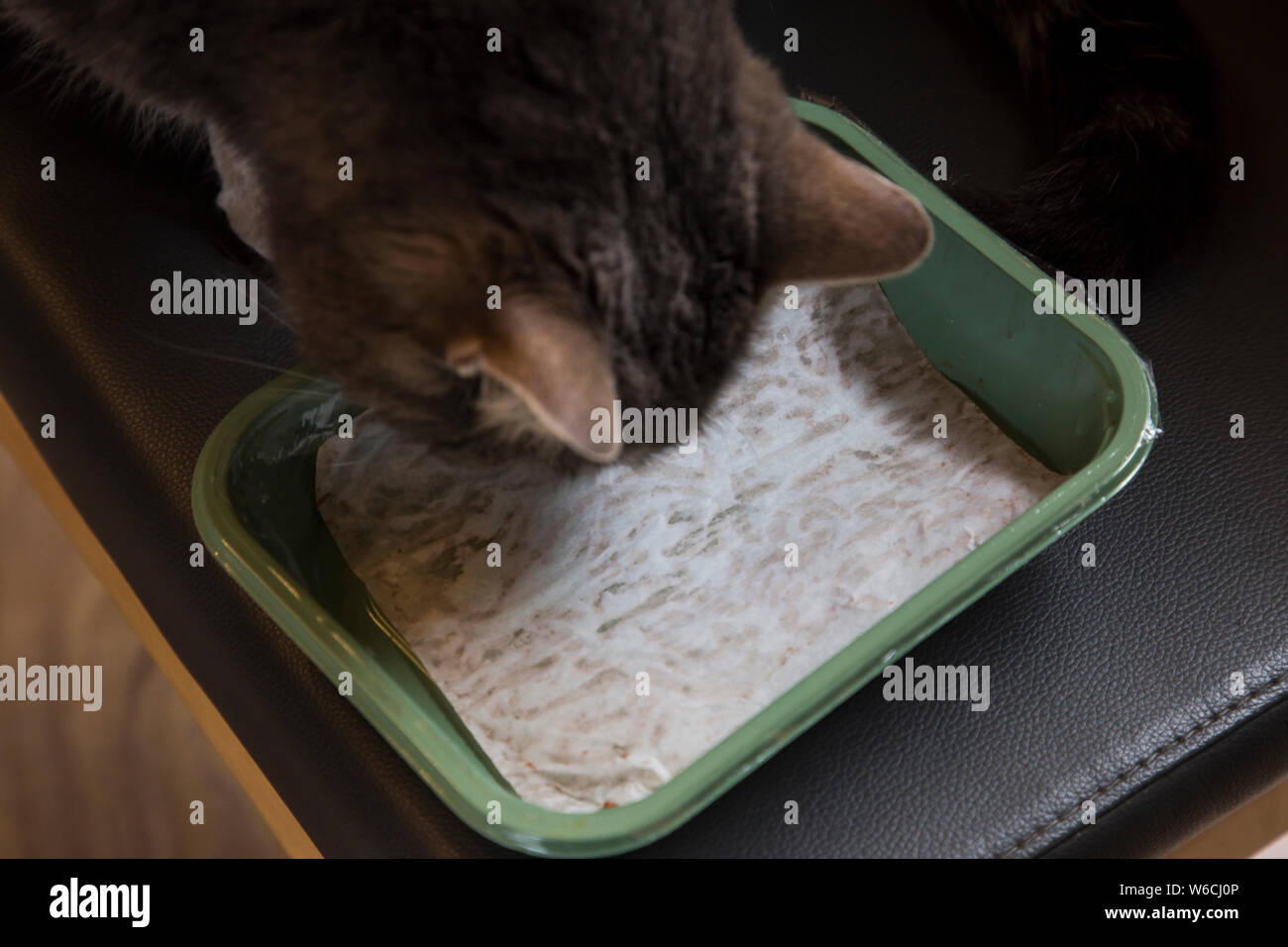 Gatto vegano mangiare carne macinata da una plastica riciclata vassoio con rivestimento di carta. L'aspetto e la consistenza della carne macinata deve essere stato abbastanza per ottenere il gatto appassionato. Foto Stock