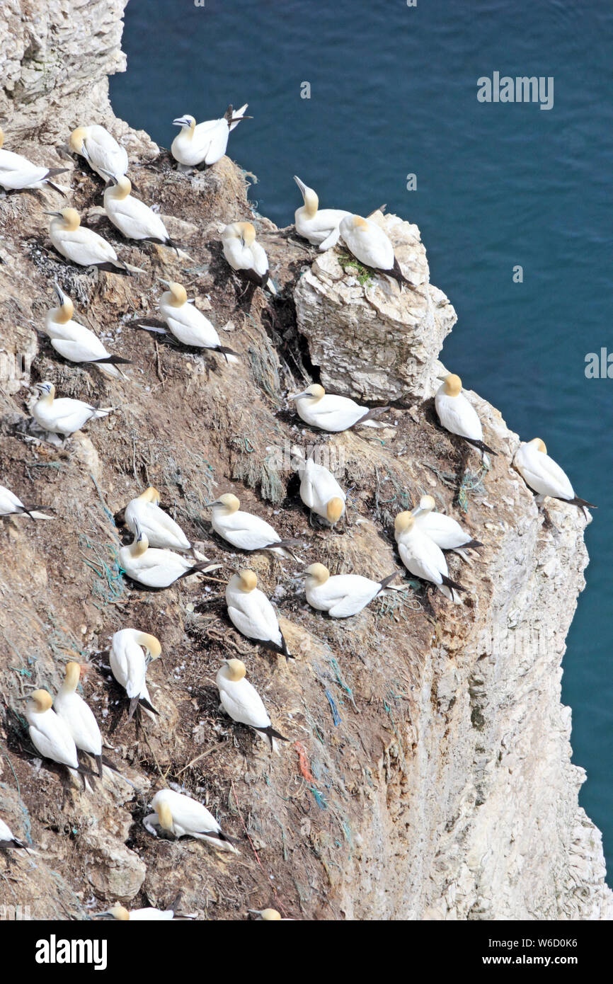 Sule nidificazione sugli Bempton Cliffs Foto Stock