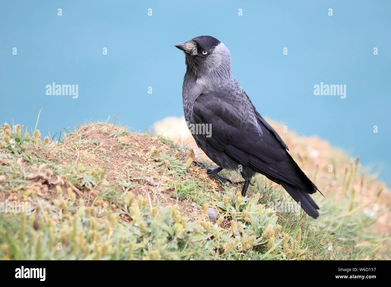 La cornacchia sulla cima delle scogliere, Bempton Foto Stock