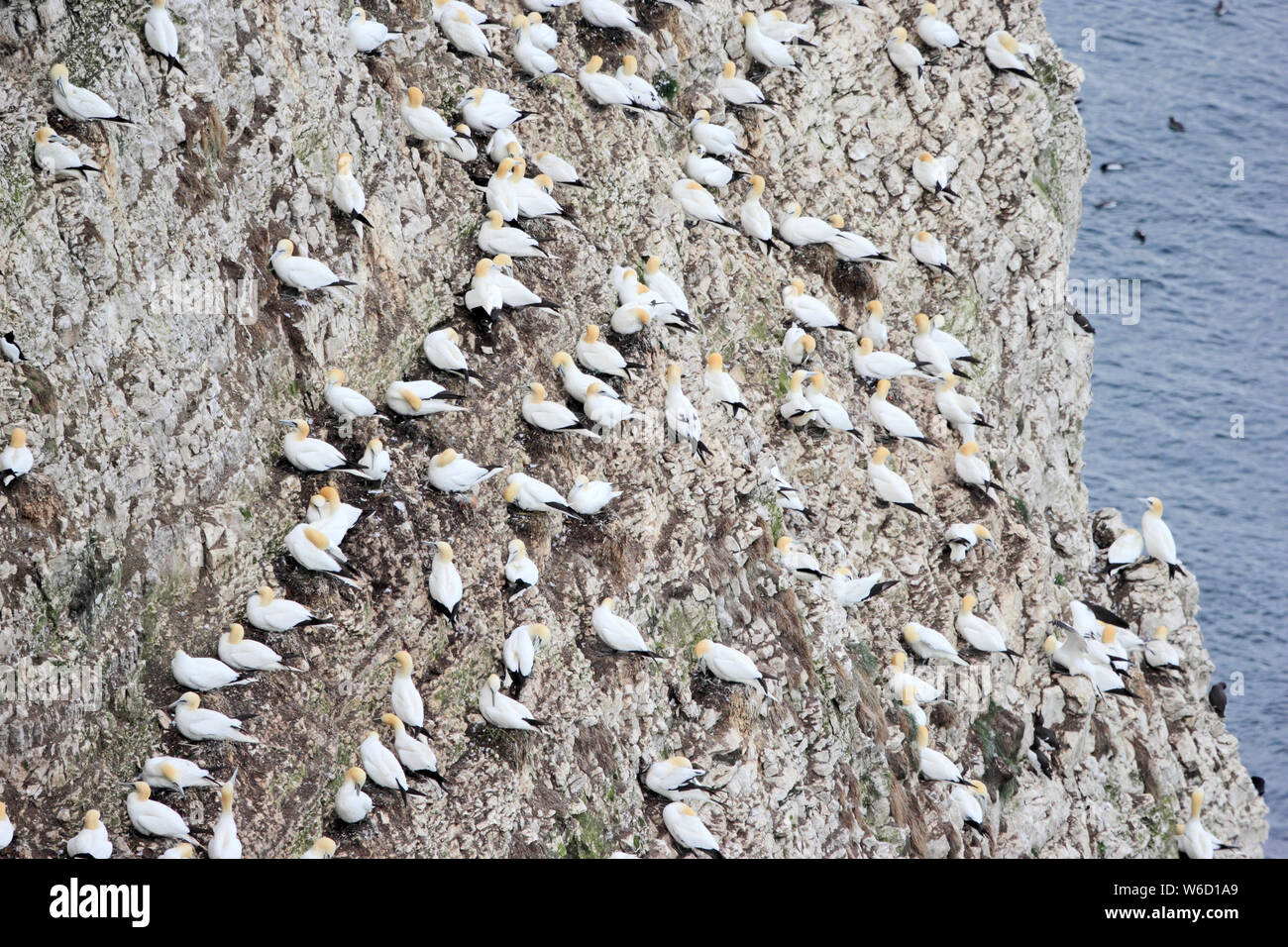 Sule nidificazione sugli Bempton Cliffs Foto Stock