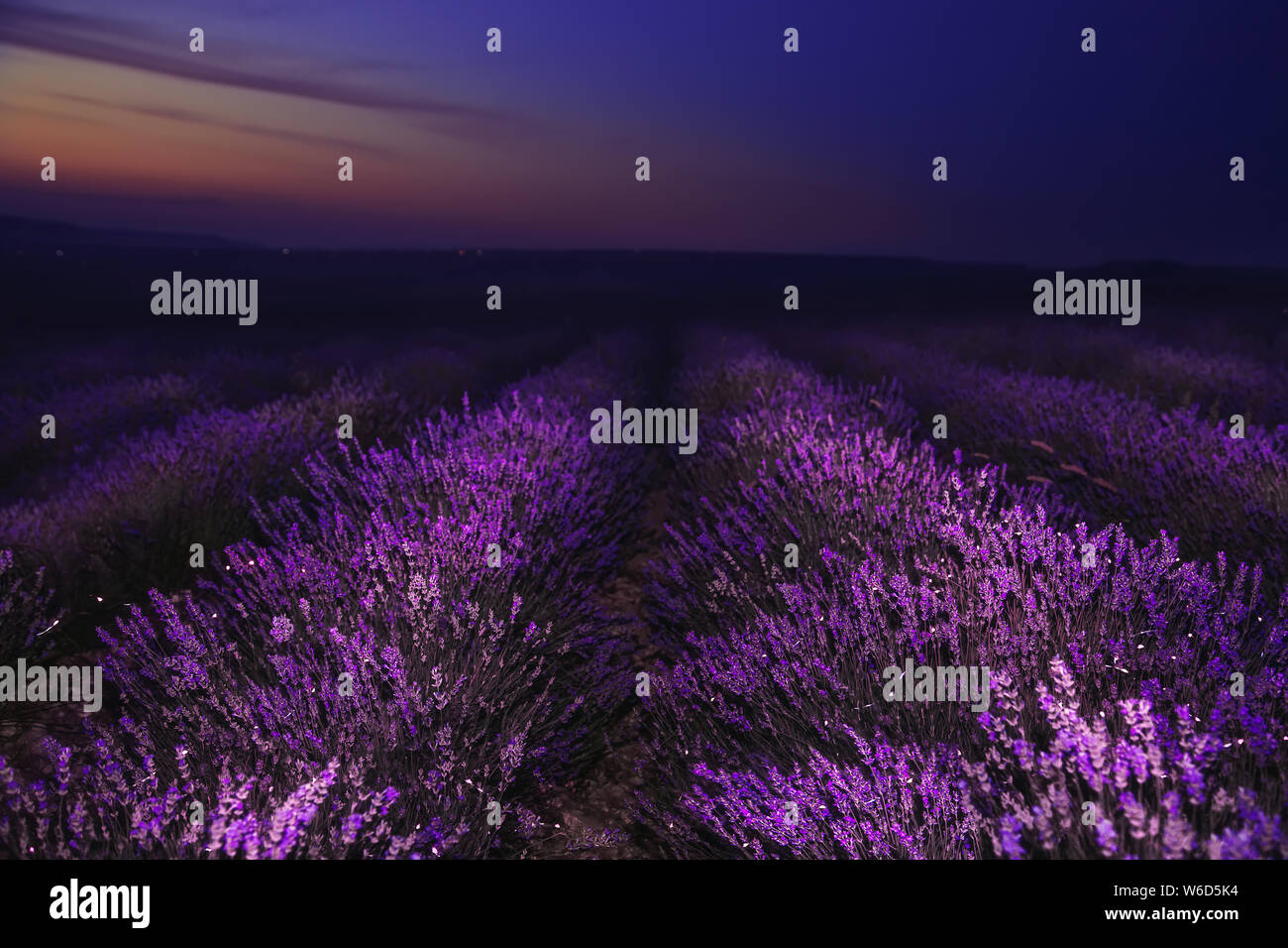 Notte nel campo di lavanda. Meraviglioso paesaggio notturno. Cosmetici naturali, aromaterapia, agricoltura. Messa a fuoco selettiva in primo piano. Foto Stock