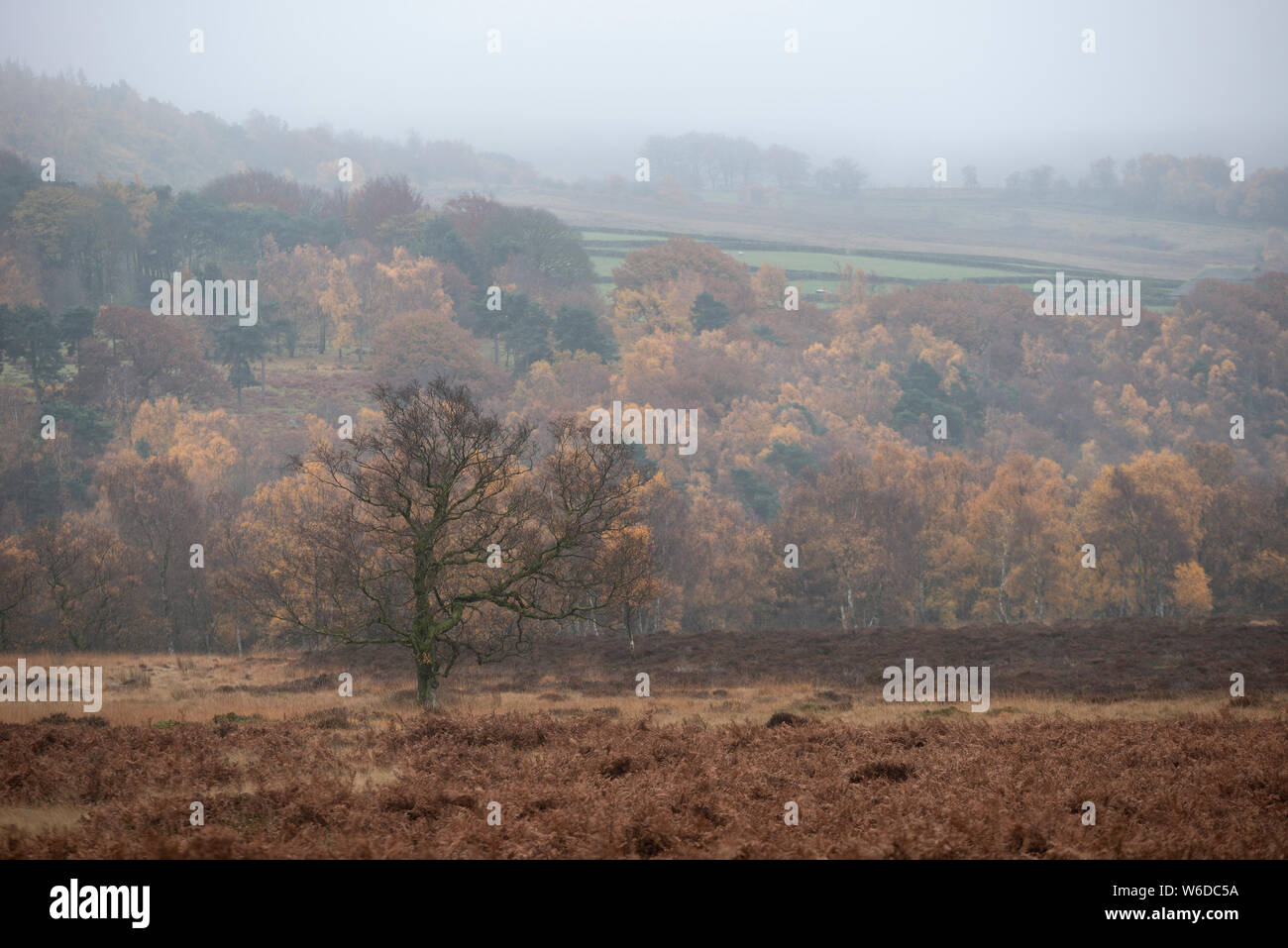 Bella vibrante Autumn Fall paesaggio nella nebbia Peak District in Inghilterra Foto Stock