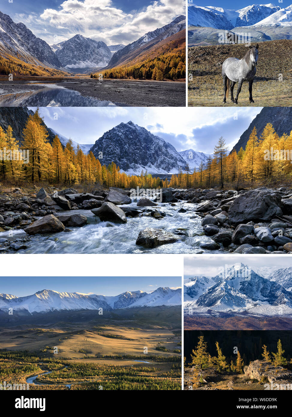 Collage di foto con spazio per il testo. Autunno paesaggio con fiume Aktru e picco Karatash, Chuya river, Kurai steppa e montagne, cavalli selvaggi e Foto Stock