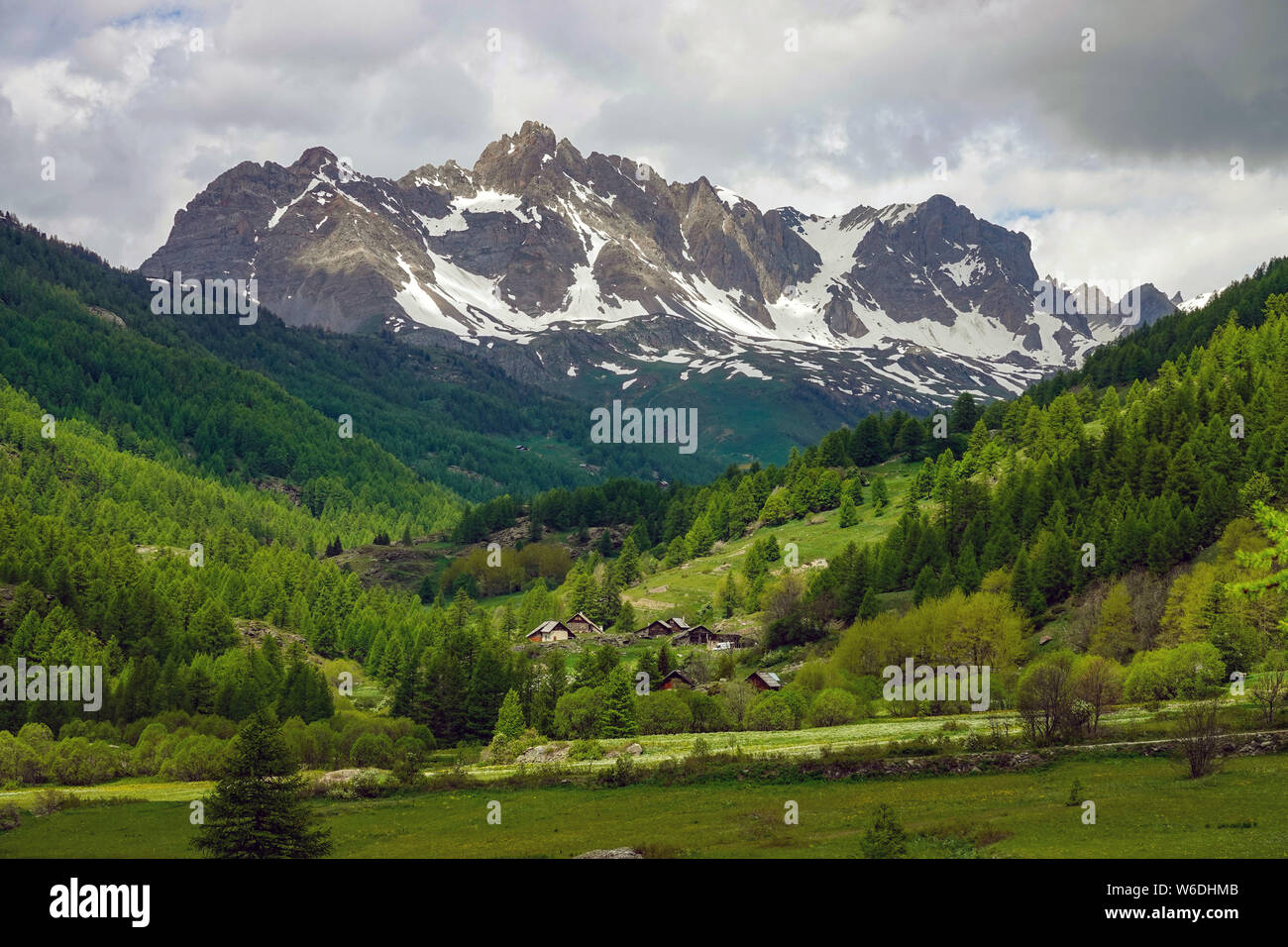 Alpine fiori selvatici e vette innevate, la Vallée de la Clarée, Val de Pres, Briancon, Francia Foto Stock