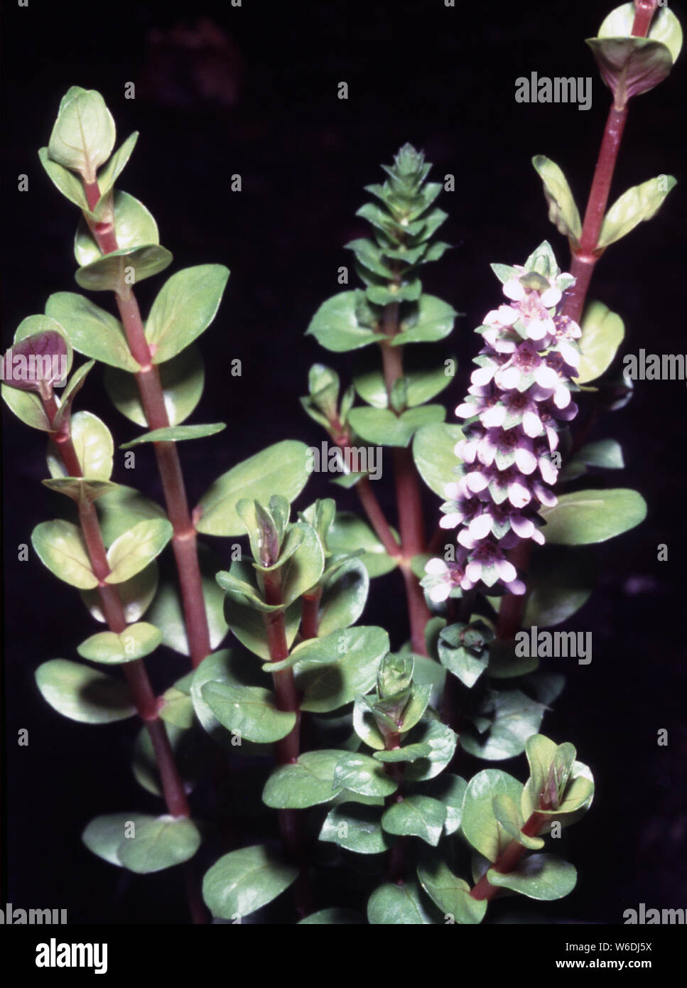 Fioritura Round-leaf toothcup o nana, rotala Rotala rotundifolia Foto Stock