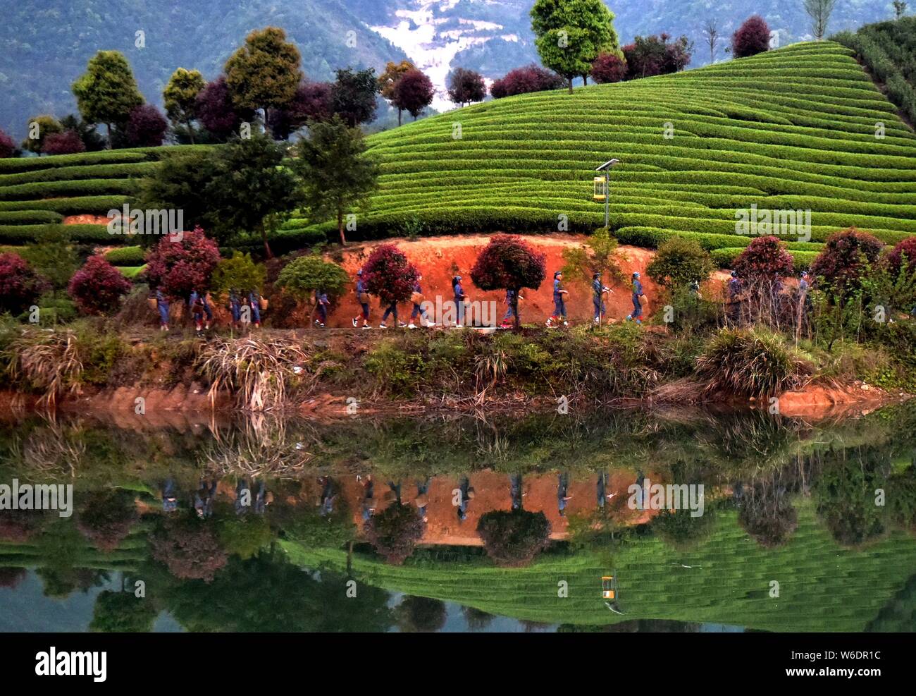 Gli agricoltori cinesi messe le foglie di tè per produrre Mingqian (letteralmente 'pre-Qingming') tè presso una piantagione di tè prima della Qingming Festival, o la tomba-sw Foto Stock