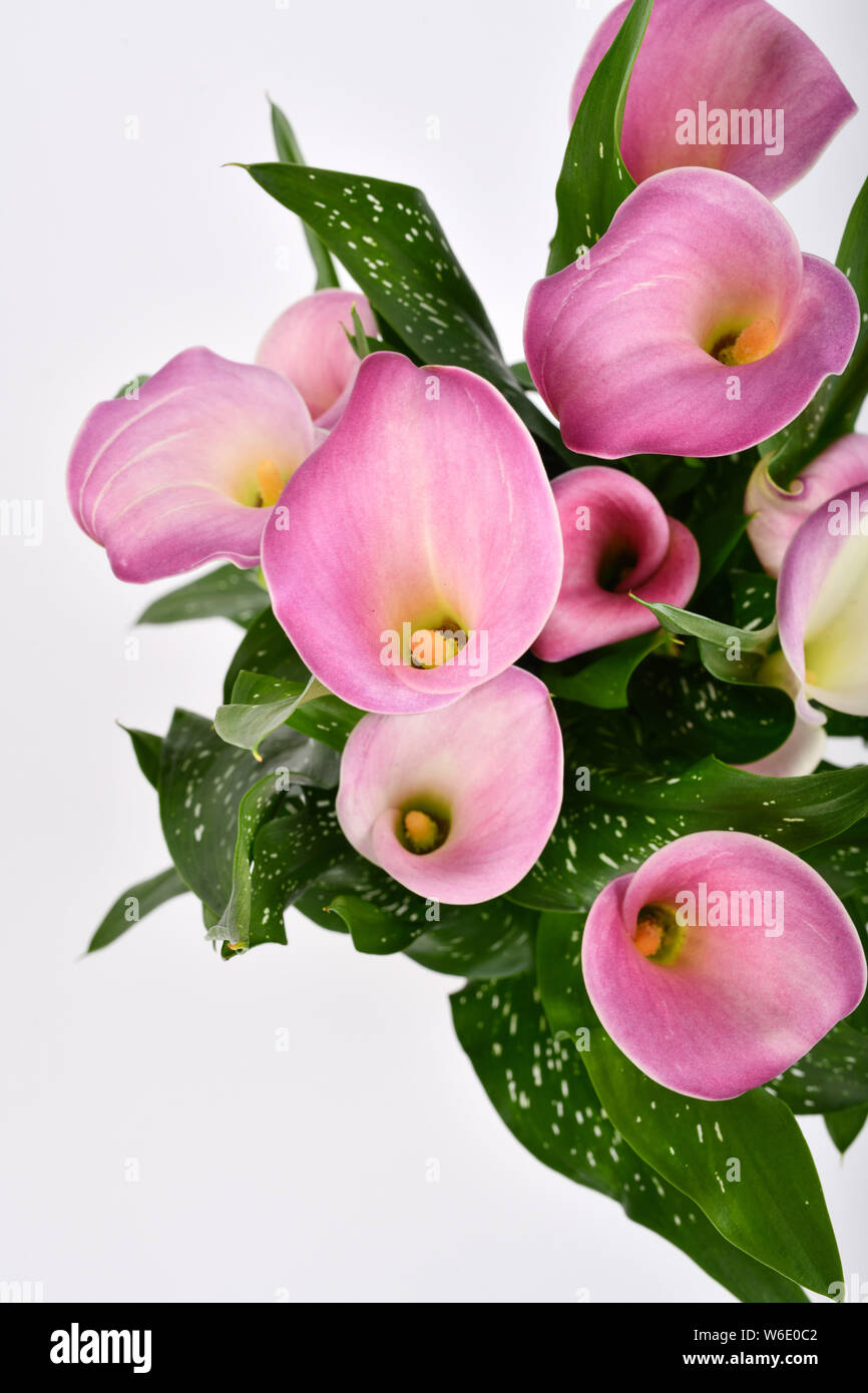 Zantedeschia, chiamato anche Calla Lily o Arum lily. Foto Stock