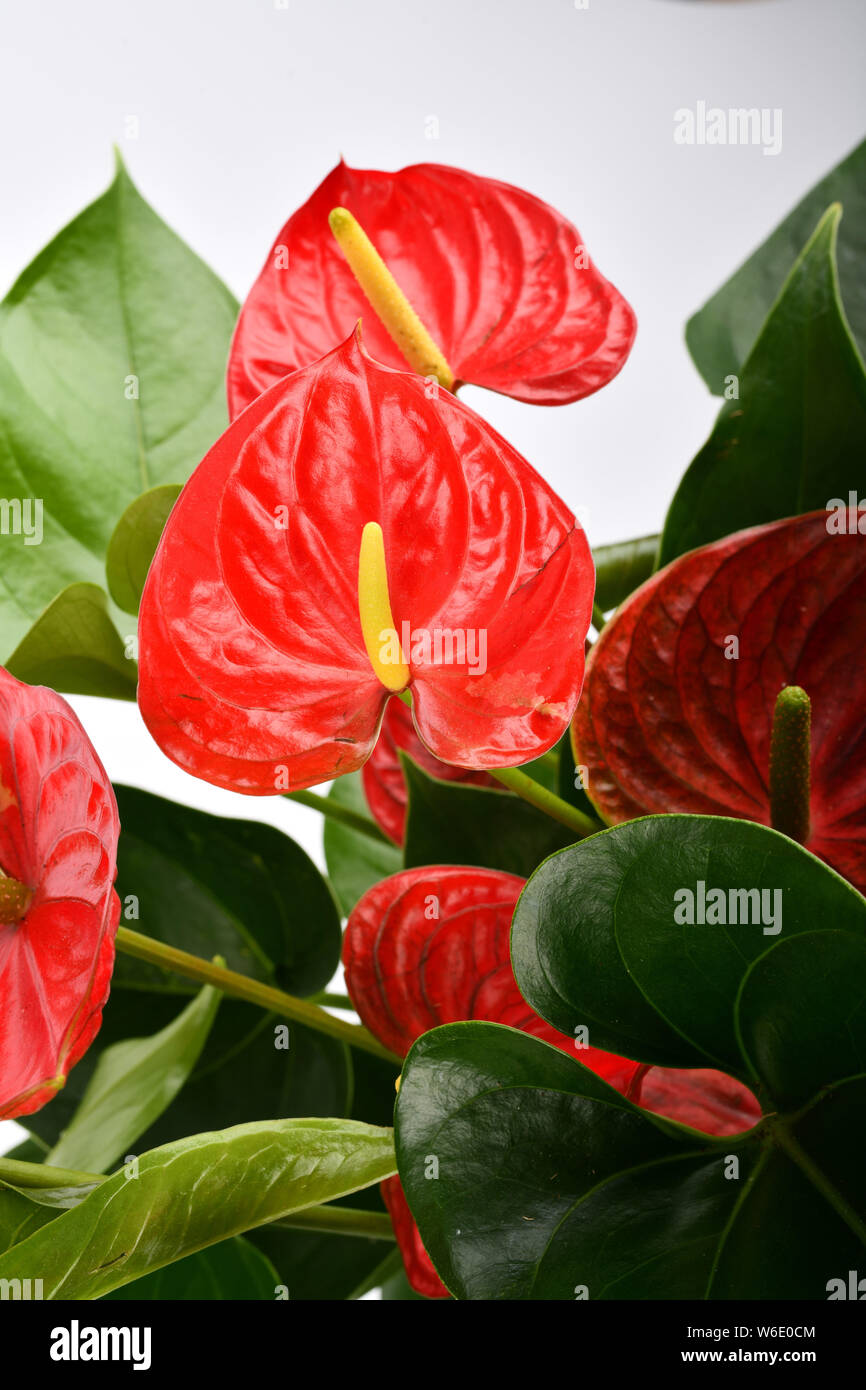 Anthurium Foto Stock