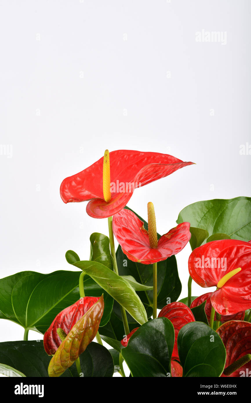 Anthurium Foto Stock