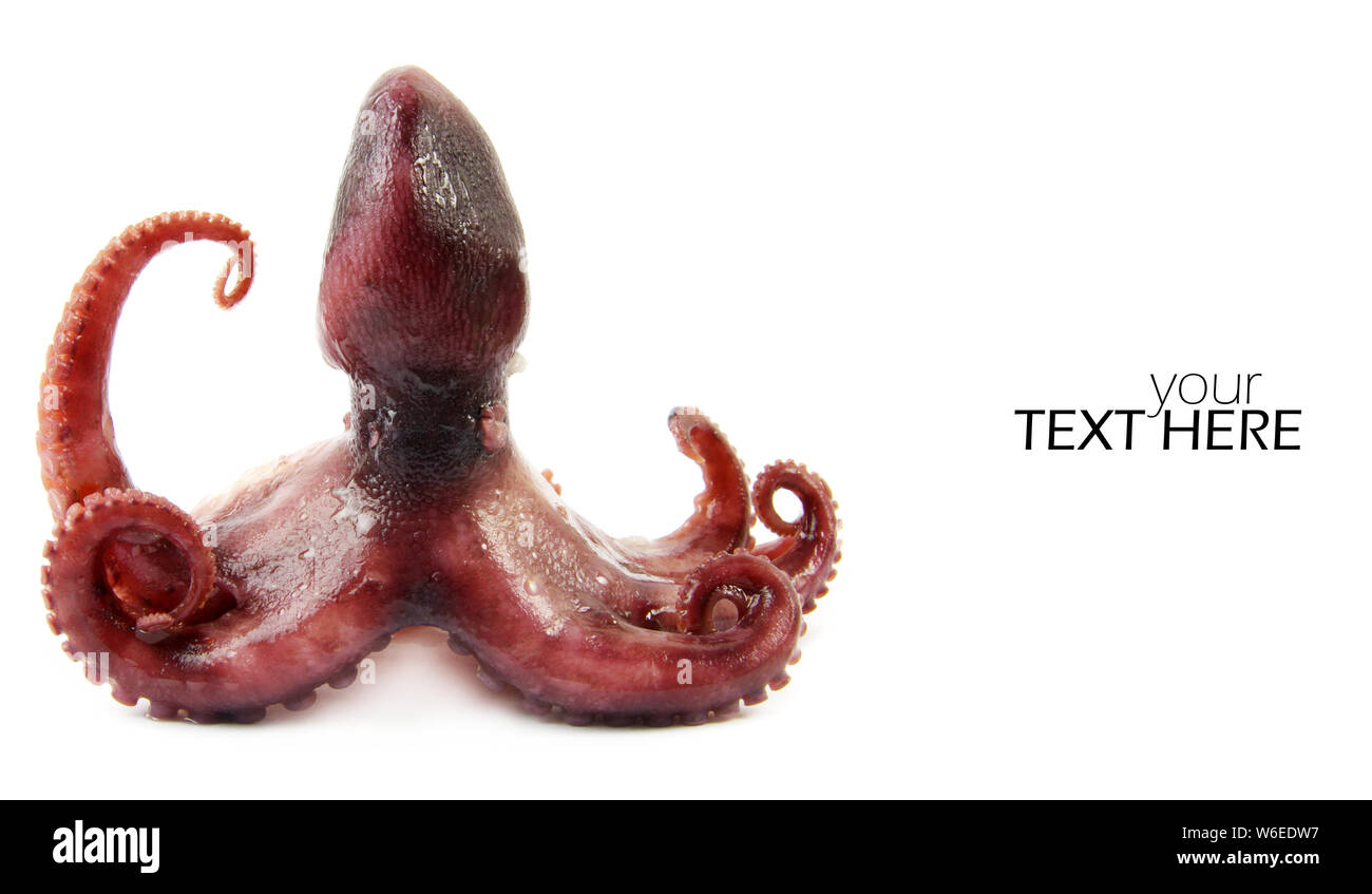 Piccoli polpi con lo spazio di copia Foto Stock