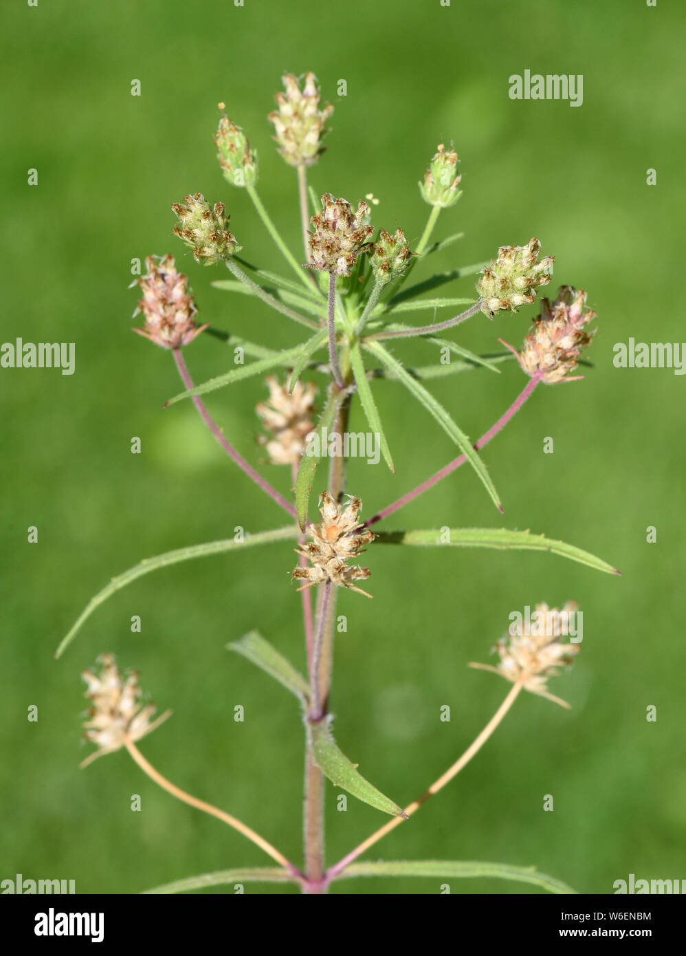 Schwarzer, Flohsamen, afra, planzago Foto Stock