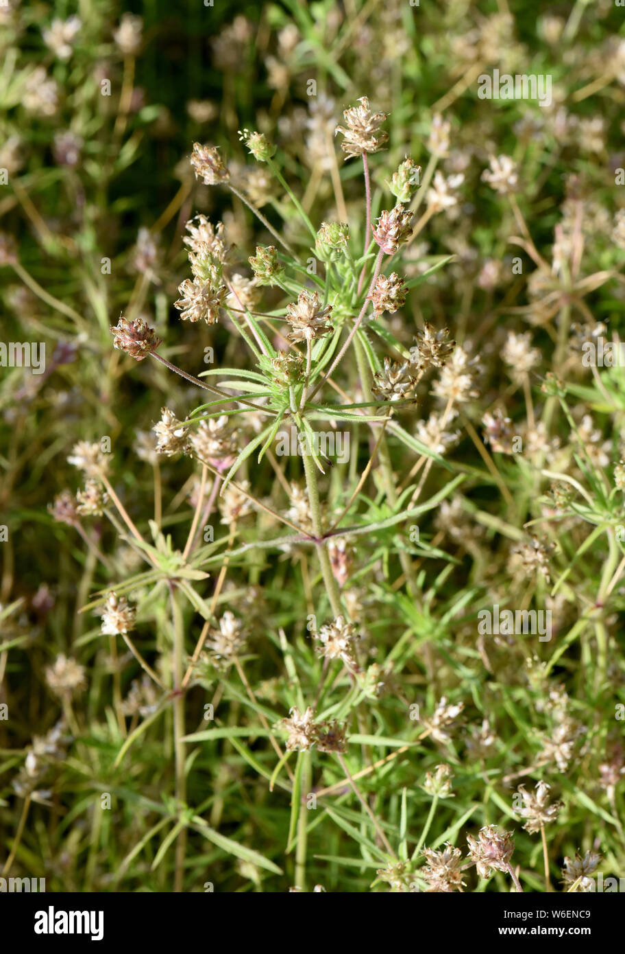 Schwarzer, Flohsamen, afra, planzago Foto Stock