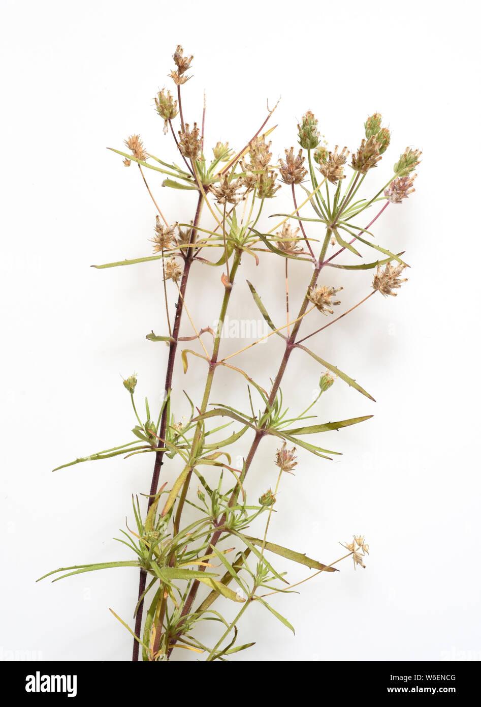 Schwarzer, Flohsamen, afra, planzago Foto Stock