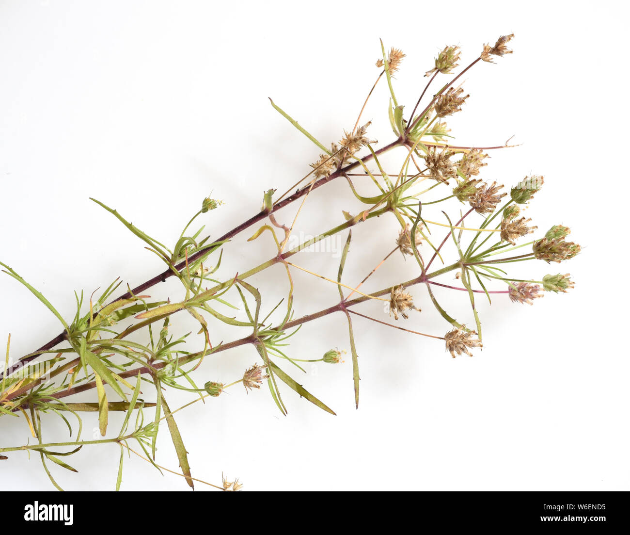 Schwarzer, Flohsamen, afra, planzago Foto Stock