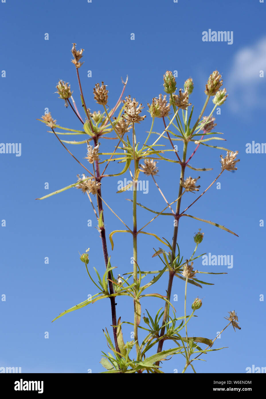 Schwarzer, Flohsamen, afra, planzago Foto Stock