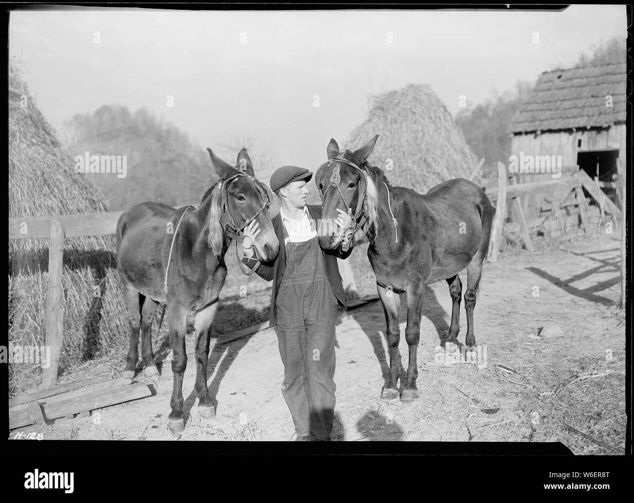 Un close-up di Gaines McGlothin, R. F. D. #2, Kingsport, Tennessee, con i suoi due muli. McGlothin ha due mucche e vende latte e burro. Egli solleva anche i maiali e polli e bovini da carne di manzo. Foto Stock