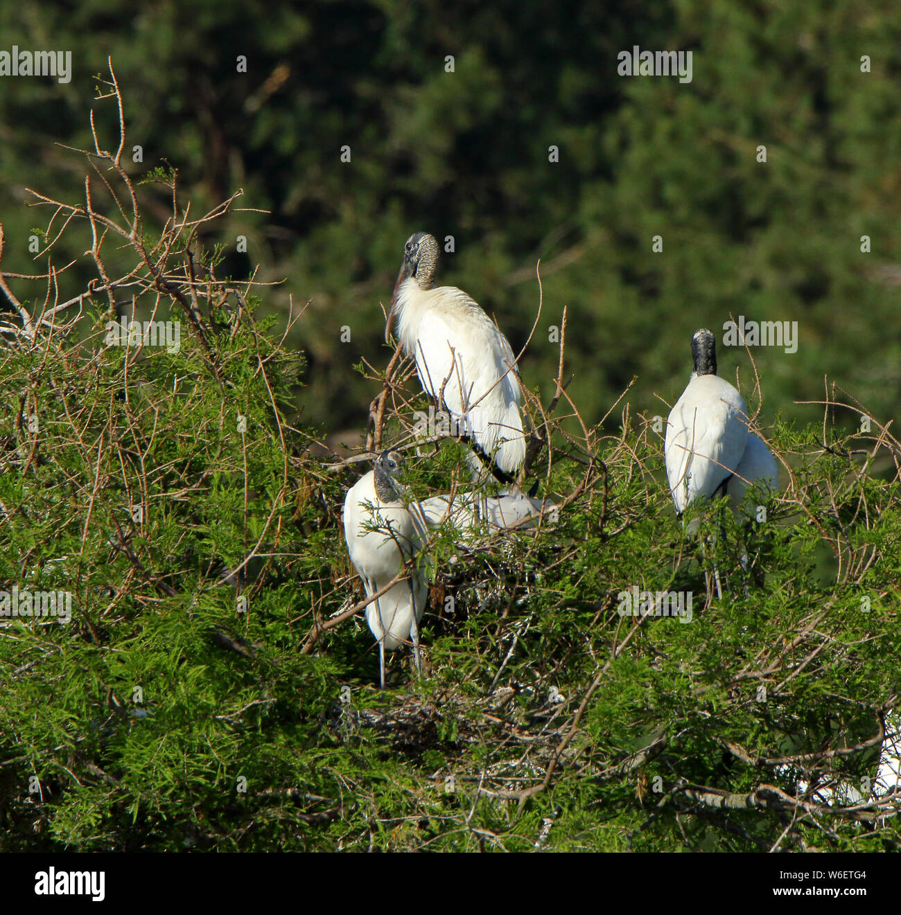 Tre Cicogne sono ' appollaiati su e isola in uno stagno, nel collo di Harris National Wildlife Refuge, Georgia Foto Stock