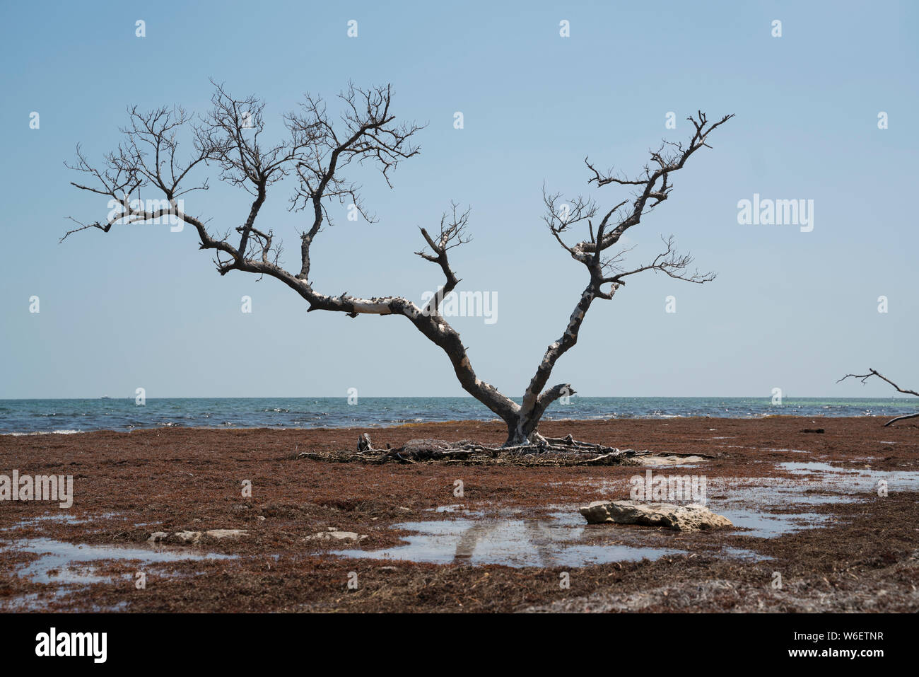 Albero morto Bahia Honda Key Florida Foto Stock