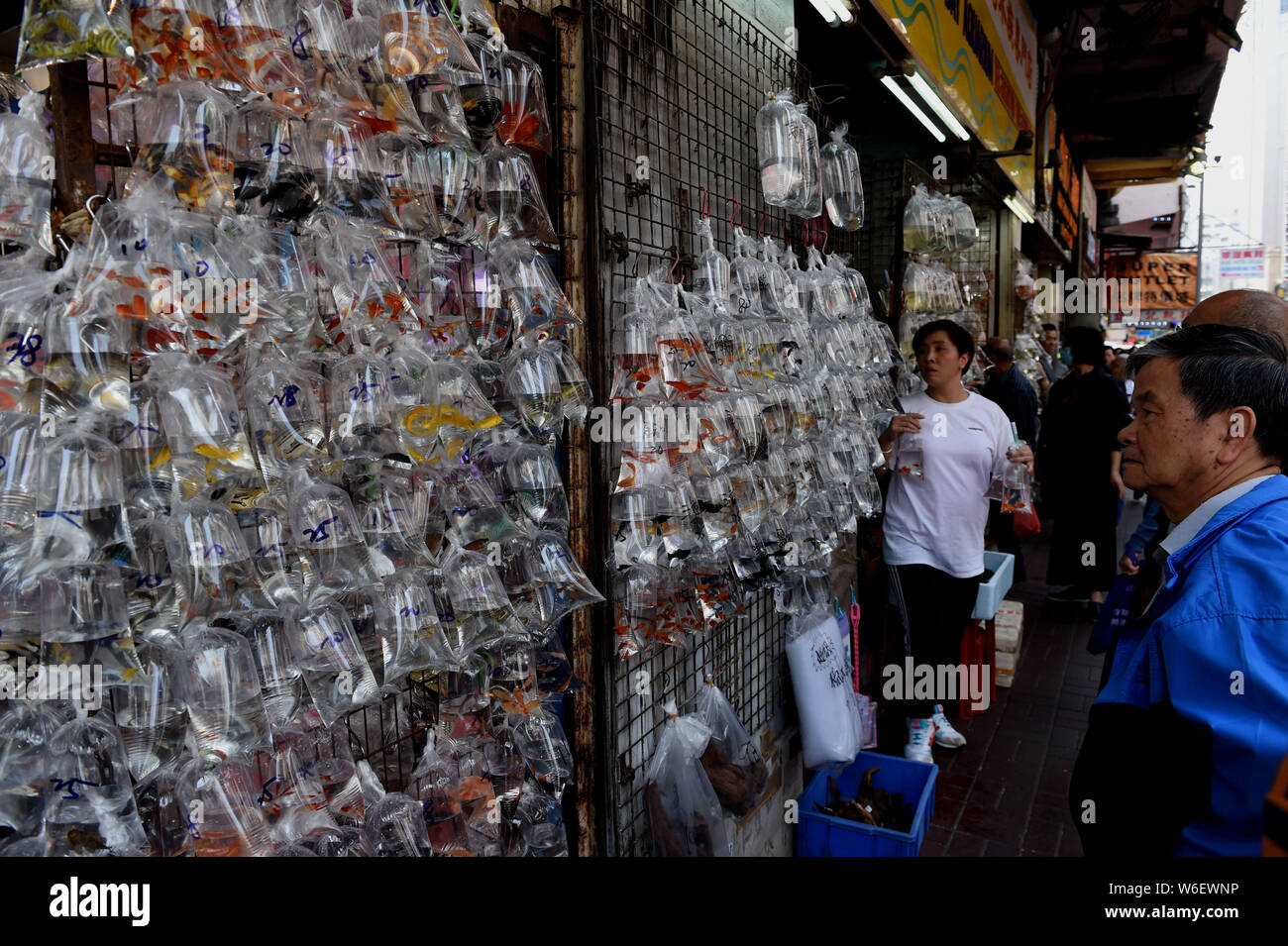 Visitatori visualizza i pesci e gli elementi acquatici venduti in sacchetti di plastica in un negozio in Tung Choi Street a Hong Kong, Cina, 20 marzo 2018. Il Tung Choi Stre Foto Stock