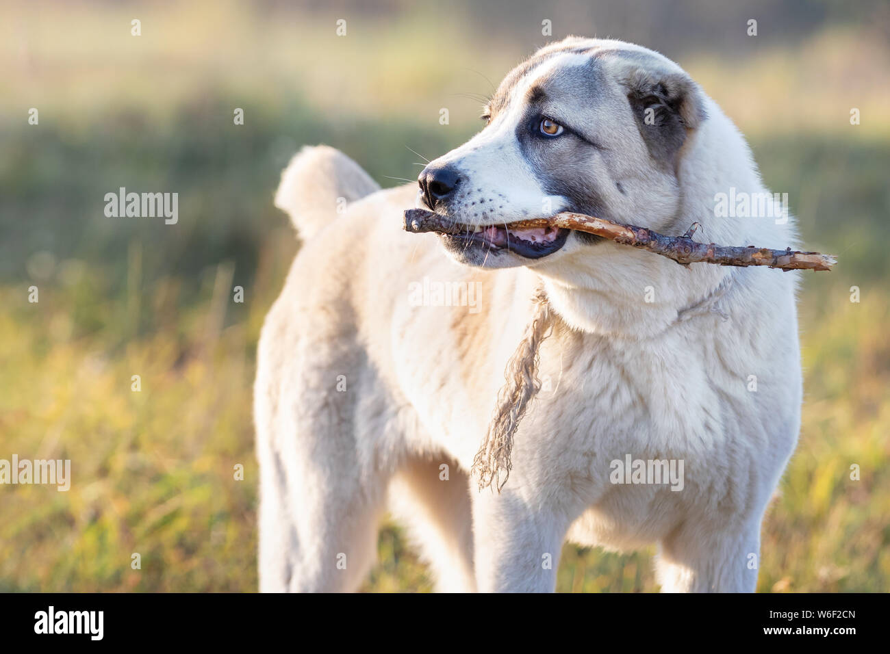 Amichevole in Asia centrale il cane pastore giocando con bastone Foto Stock