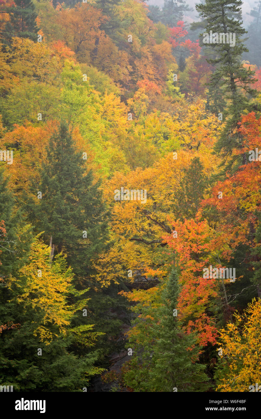 Il sollevamento della luce nebbia mattutina rivela vivaci colori autunnali tra il fiume Escanaba la foresta di stato nella Penisola Superiore del Michigan.. Foto Stock