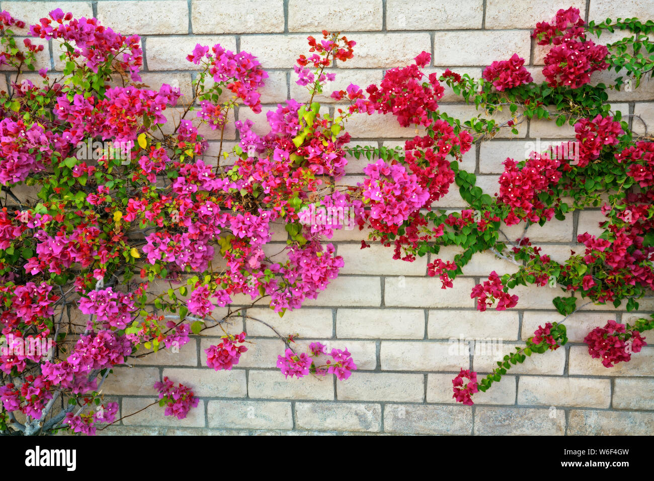 Bouganvillea fiorisce sulle pareti di questo quartiere residenziale di Palm Springs, California. Foto Stock