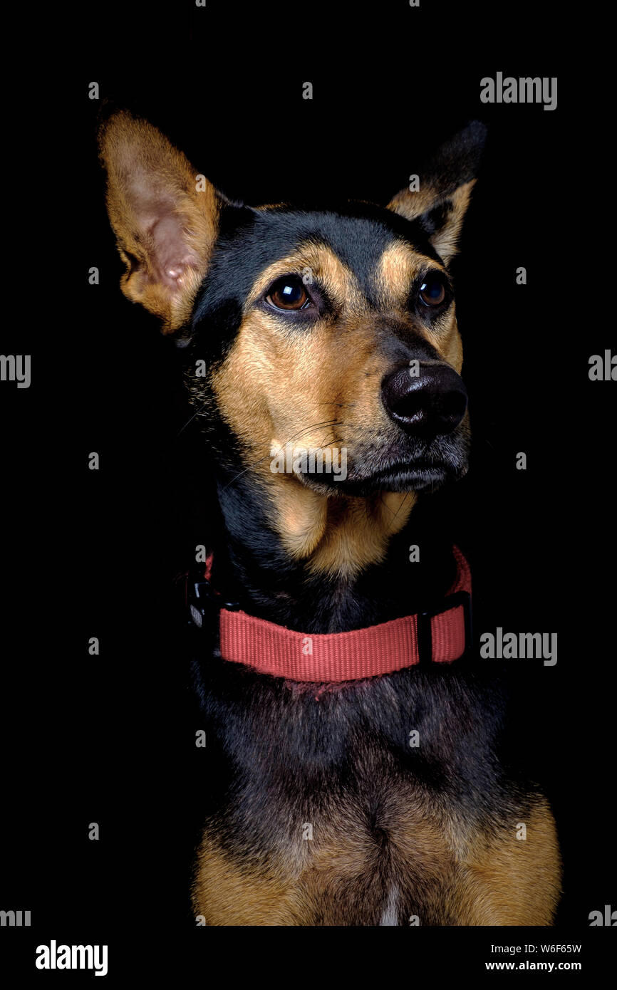 Cagnaccio randagio salvato cane tailandese in appoggio stanco dopo il gioco soft sfondo nero Foto Stock