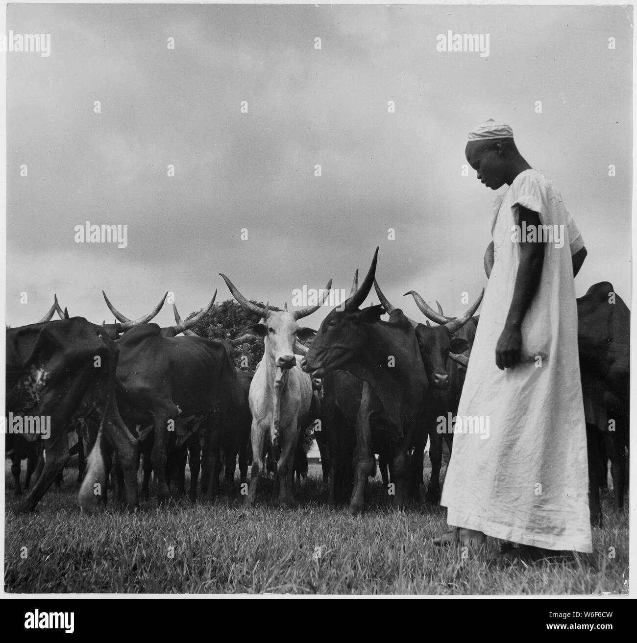 L'Africa. Africa Equatoriale francese. Il zebù allevamento (buoi) arrivano a Compagnie Miniere de l' Oubanghi sede nella diocesi di Berberati, un po' stanchi e sottile dopo la 260 km di escursione. Nota le lunghe corna Foto Stock
