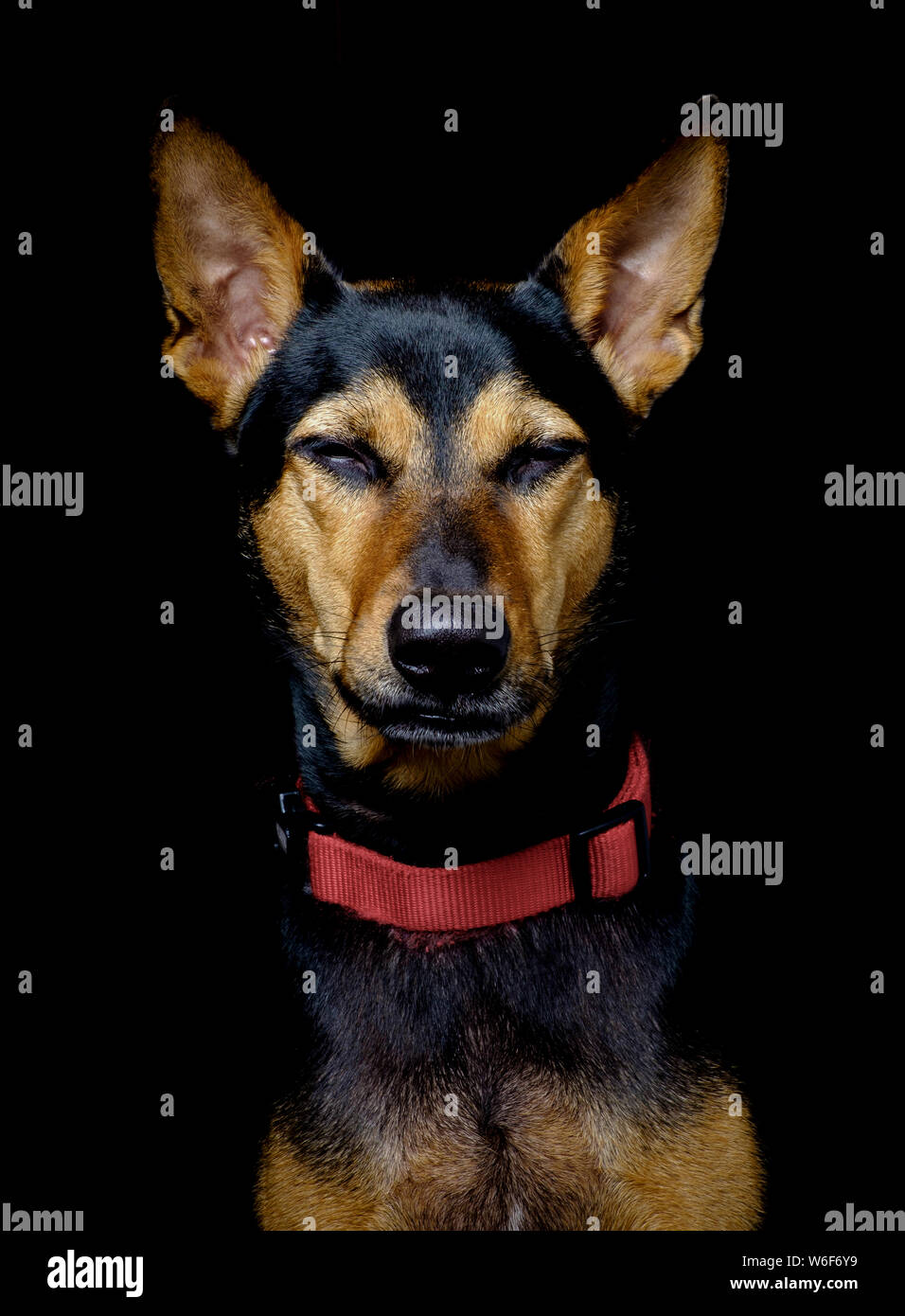 Cagnaccio randagio salvato cane tailandese in appoggio stanco dopo il gioco soft sfondo nero Foto Stock