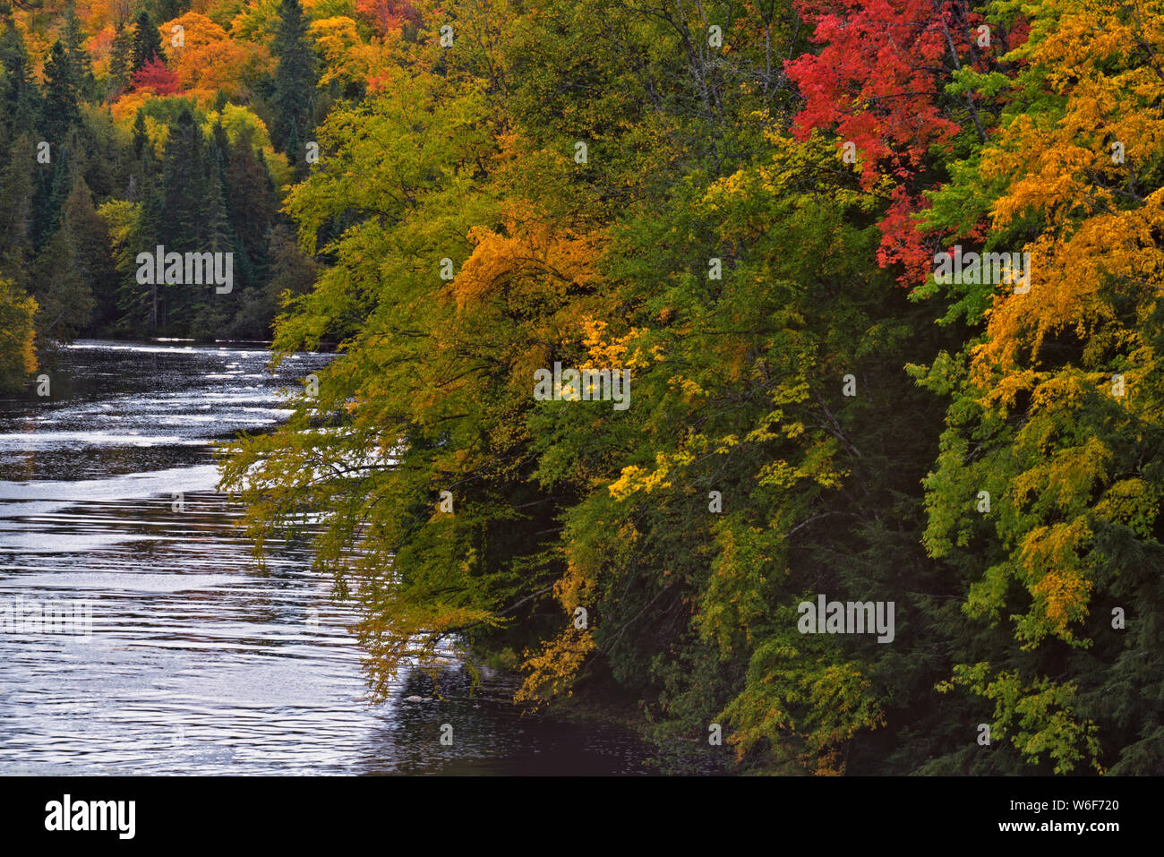 Vibranti colori autunnali lungo le rive del fiume Tahquemenon come fluisce attraverso Tahquemenon parco dello Stato nella Penisola Superiore del Michigan.. Foto Stock