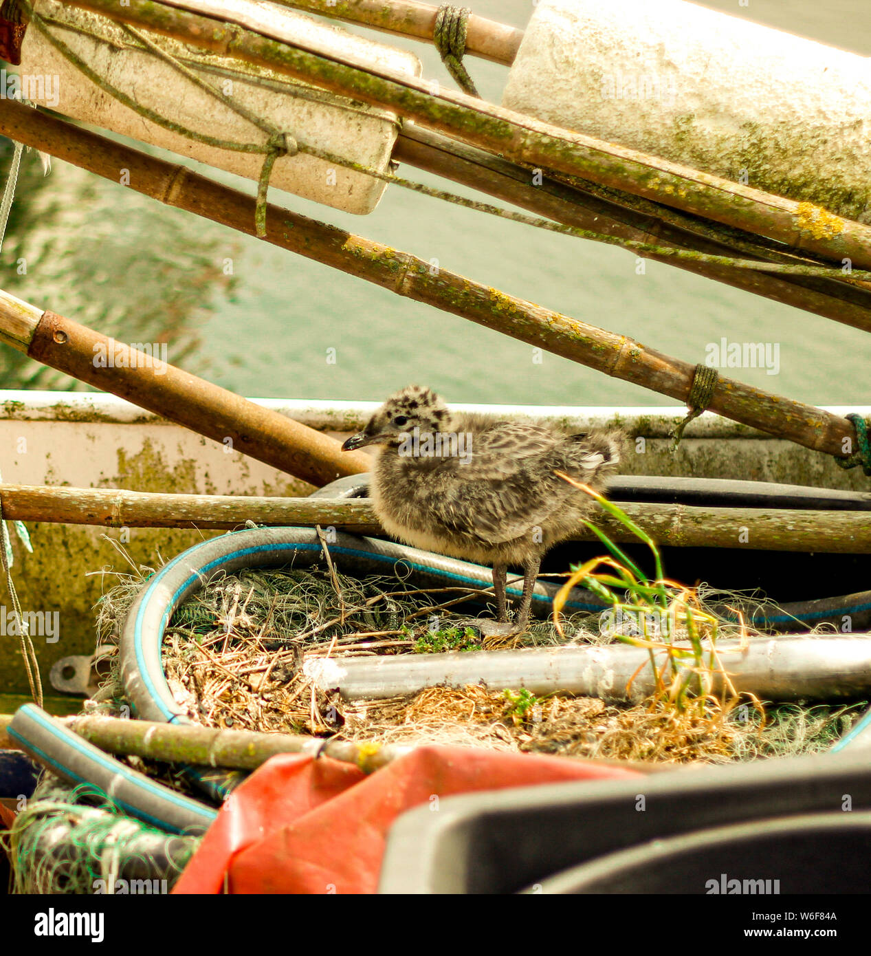 Baby seagull (bird) passeggiate intorno al suo nido costruire in una barca abbandonata. Foto Stock