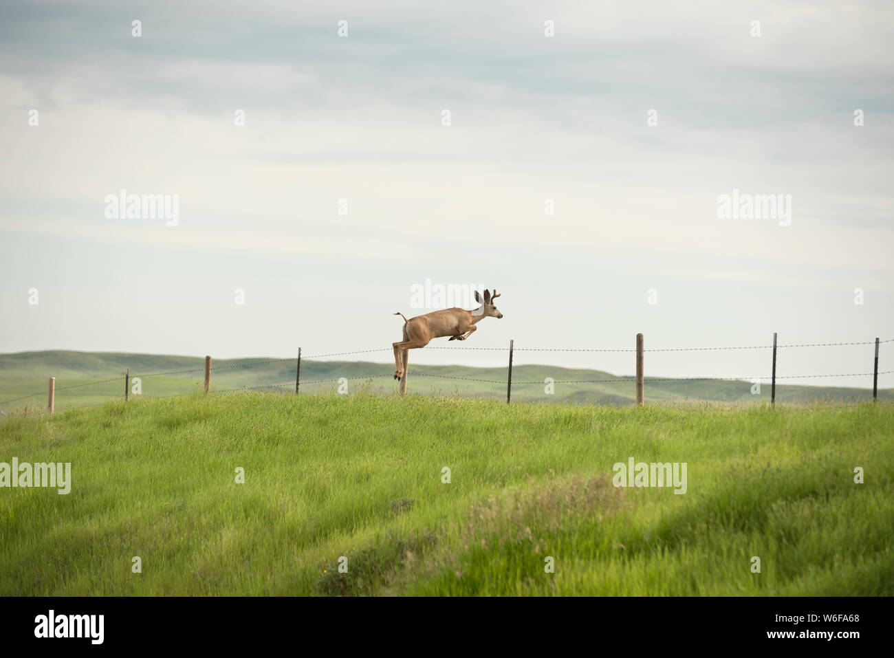 Mule Deer saltando da un recinto nel sud del Saskatchewan. Foto Stock