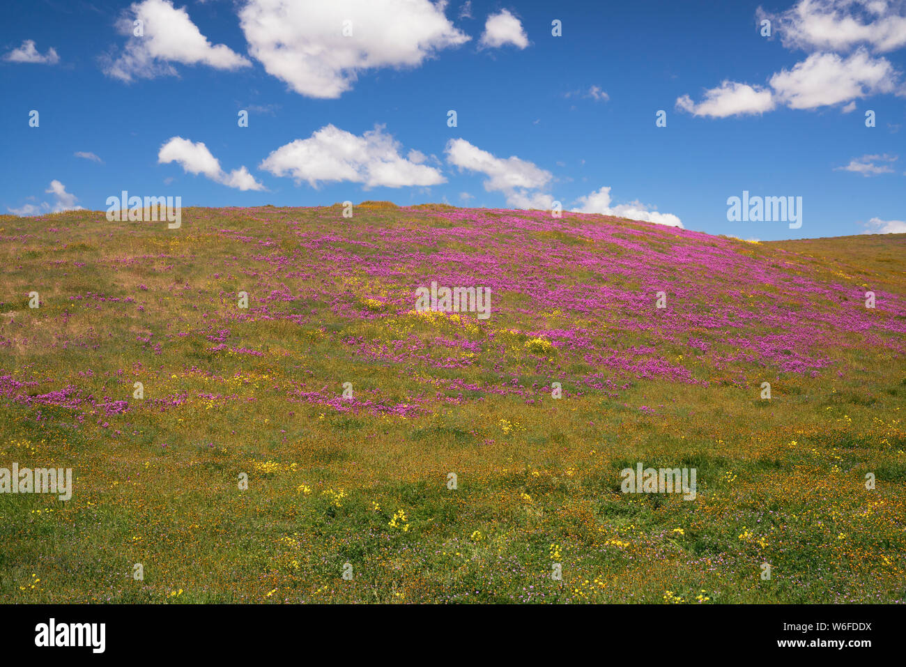 Giallo margherite di collina e di magenta il gufo di tappeto di trifoglio California's Carrizo Plain monumento nazionale durante il 2019 primavera Super Bloom. Foto Stock