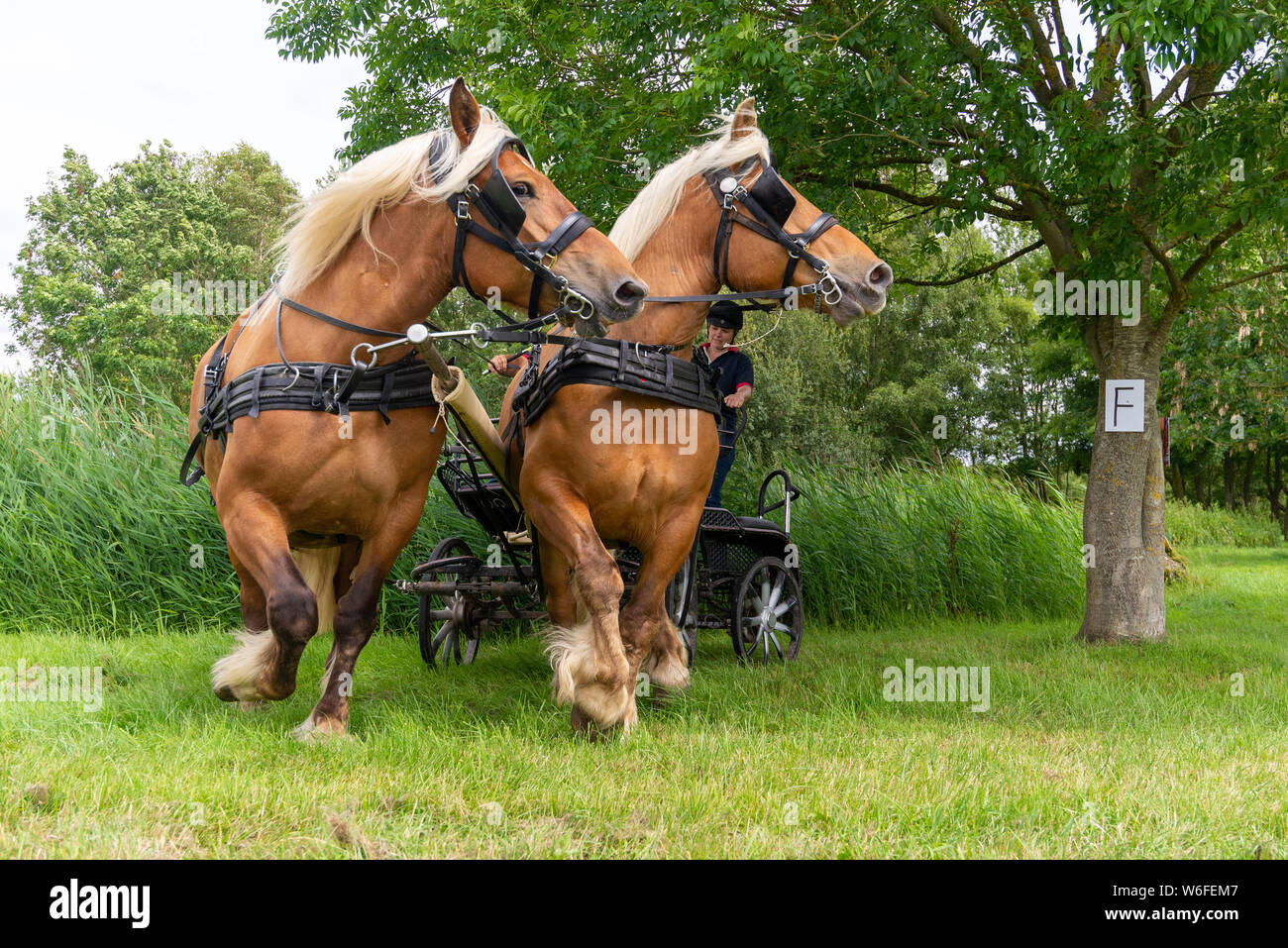 Cavalli pesanti con i relativi driver su di un carrello a competere in un ostacolo nel corso di un pesante britannico cavallo prove di guida Club (BHHDTC) evento NEL REGNO UNITO Foto Stock