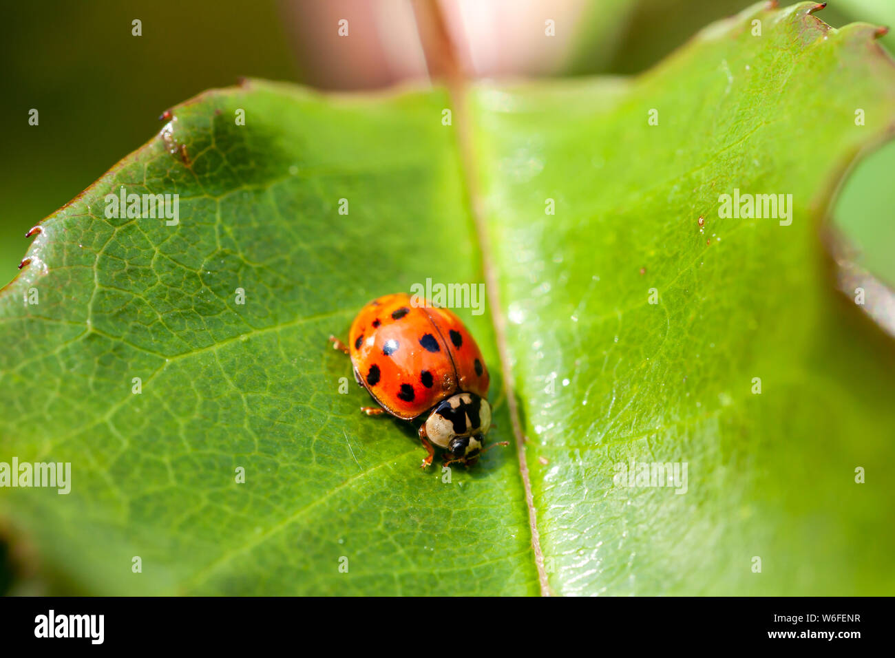 Asian multicolore Coccinella - Ladybug Harmonia axyridis passeggiate su una foglia. Foto Stock