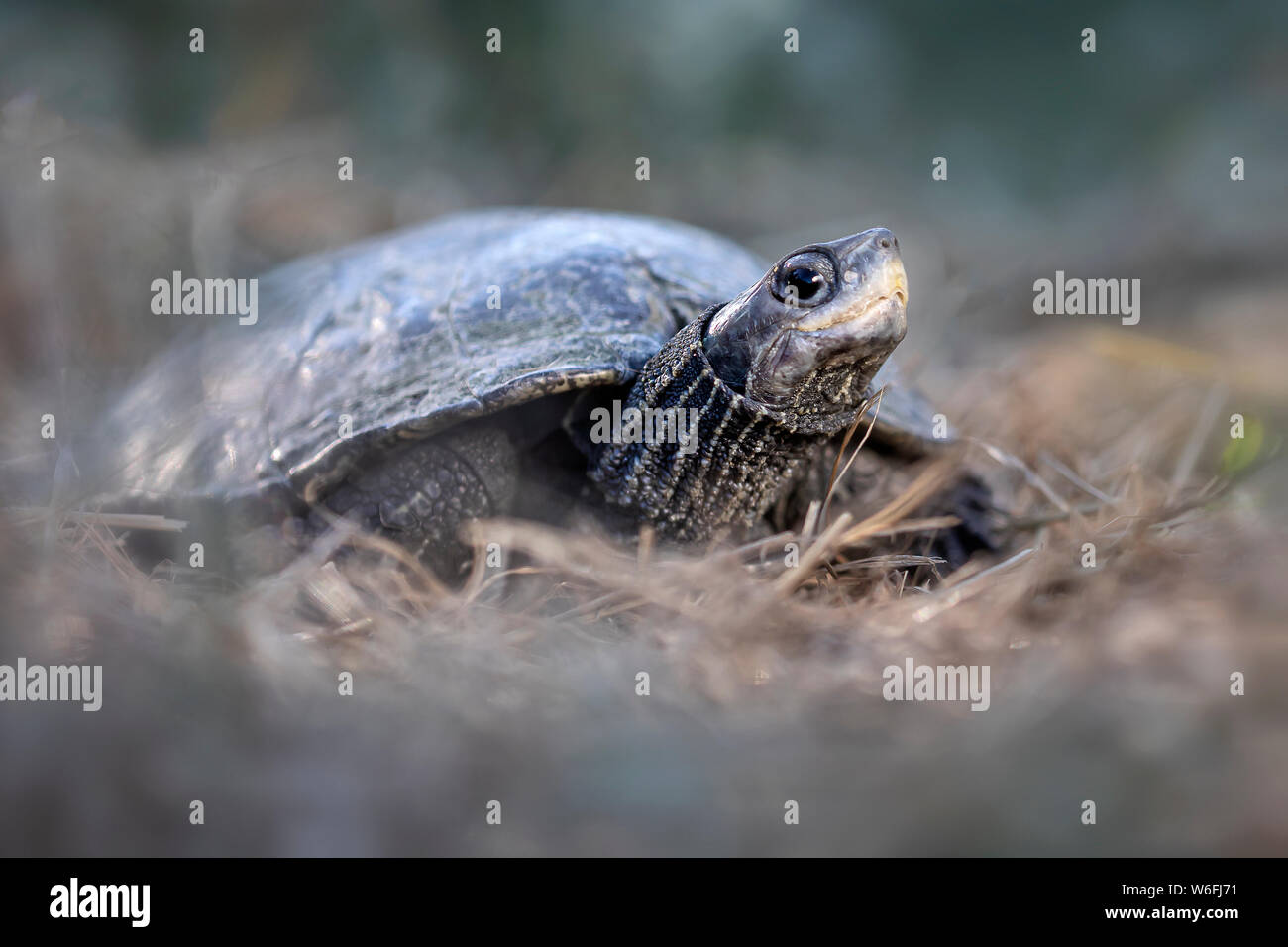 Testuggine palustre (Emys orbicularis) Foto Stock