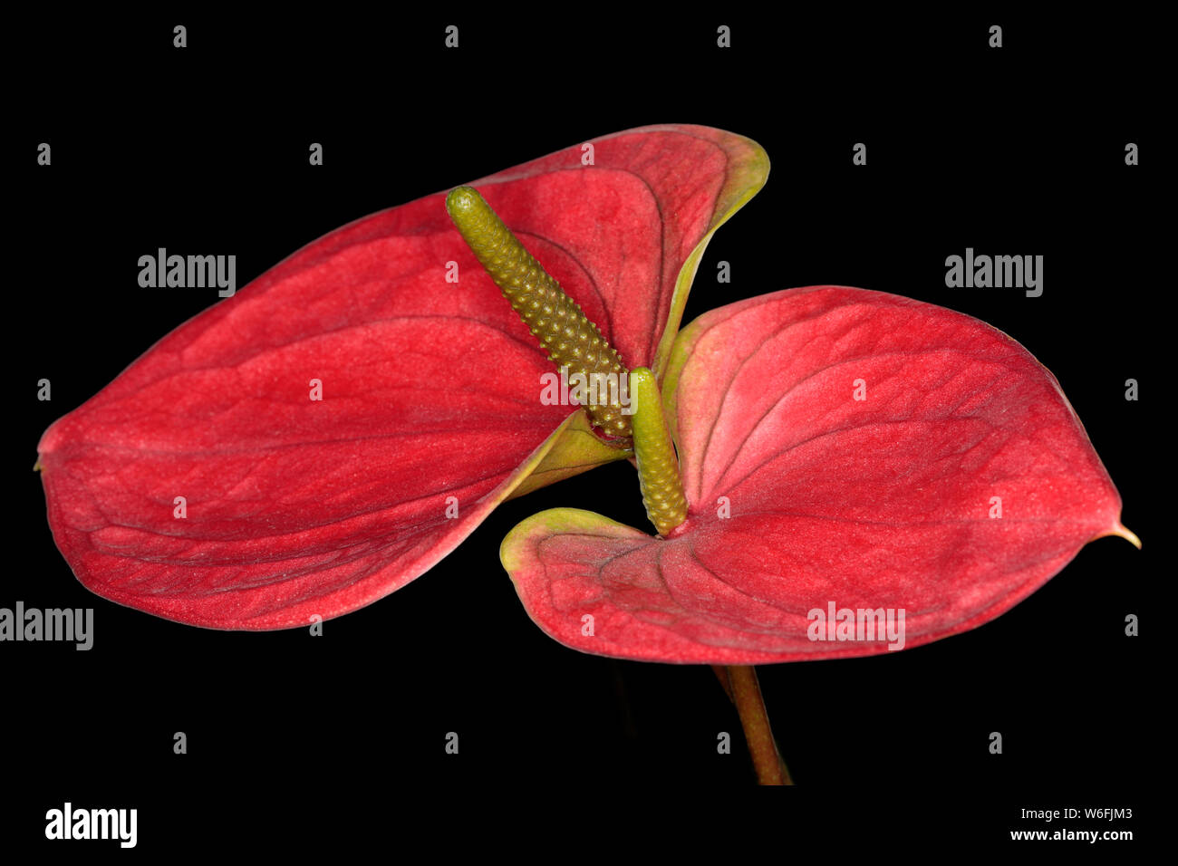 Primo piano di un rosso Anthurium andreanum 'Sweet Dream' su uno sfondo nero che mostra i dettagli Foto Stock