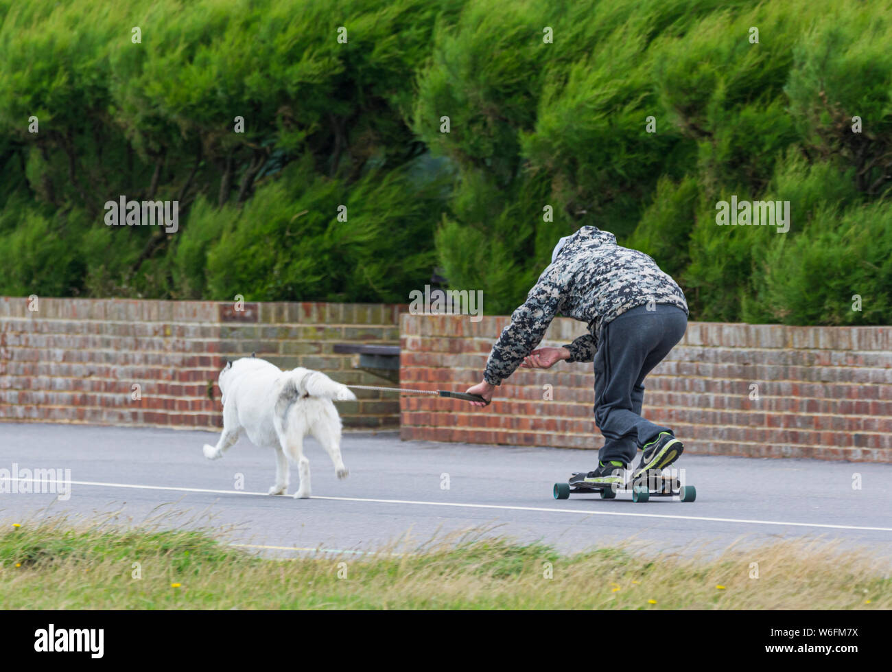 Uomo che viene trascinato lungo un percorso su uno skateboard da un cane. Foto Stock