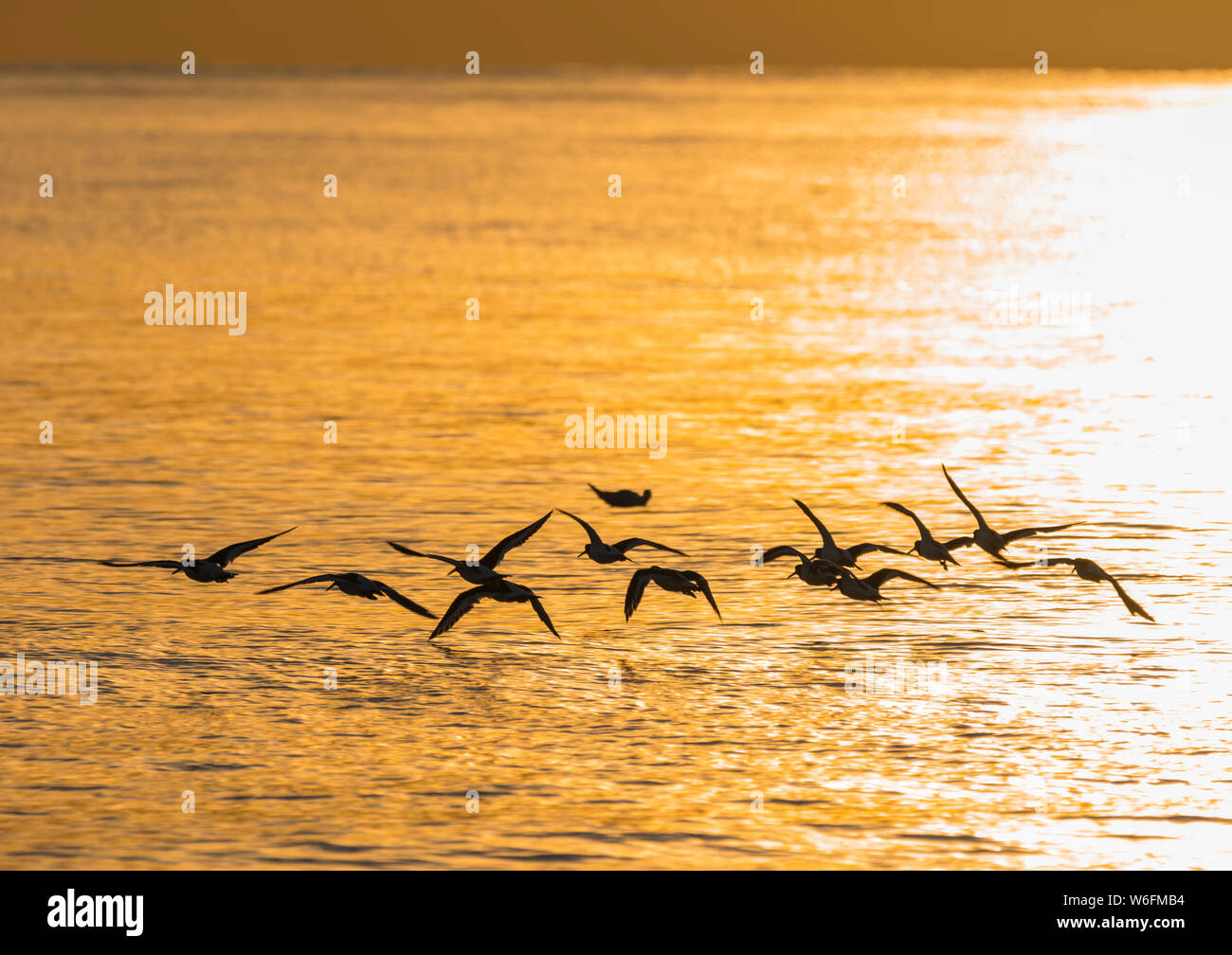Gli uccelli volando a bassa quota sopra il mare con la bassa serata frizzante sun sull'acqua in autunno nel West Sussex, in Inghilterra, Regno Unito. Foto Stock