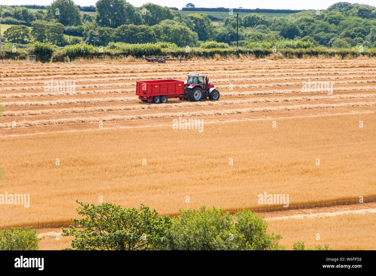 Mietitrebbia per la raccolta di mietitura nel campo di mais, Pembrokeshire Wales. Giornata estiva soleggiata. Foto Stock