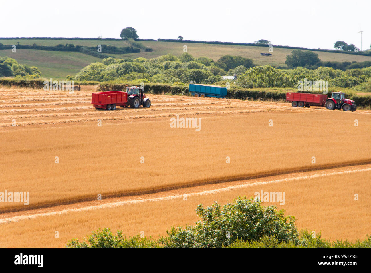 Mietitrebbia per la raccolta di mietitura nel campo di mais, Pembrokeshire Wales. Giornata estiva soleggiata. Foto Stock