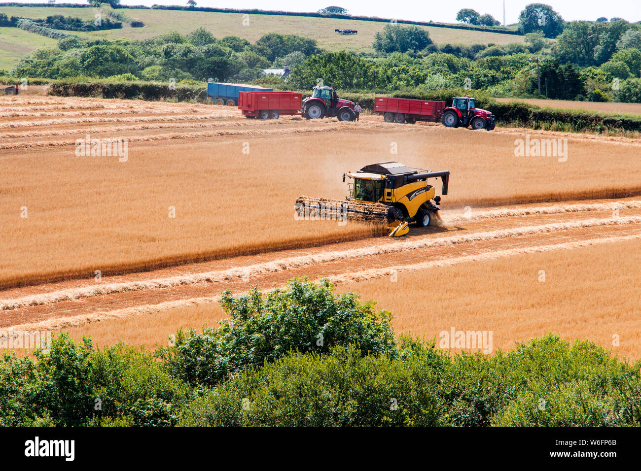 Mietitrebbia per la raccolta di mietitura nel campo di mais, Pembrokeshire Wales. Giornata estiva soleggiata. Foto Stock