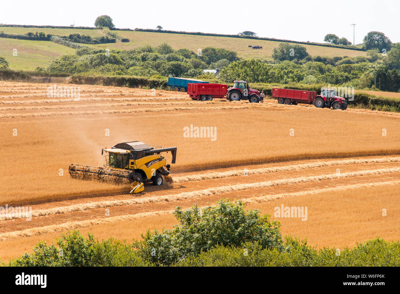 Mietitrebbia per la raccolta di mietitura nel campo di mais, Pembrokeshire Wales. Giornata estiva soleggiata. Foto Stock