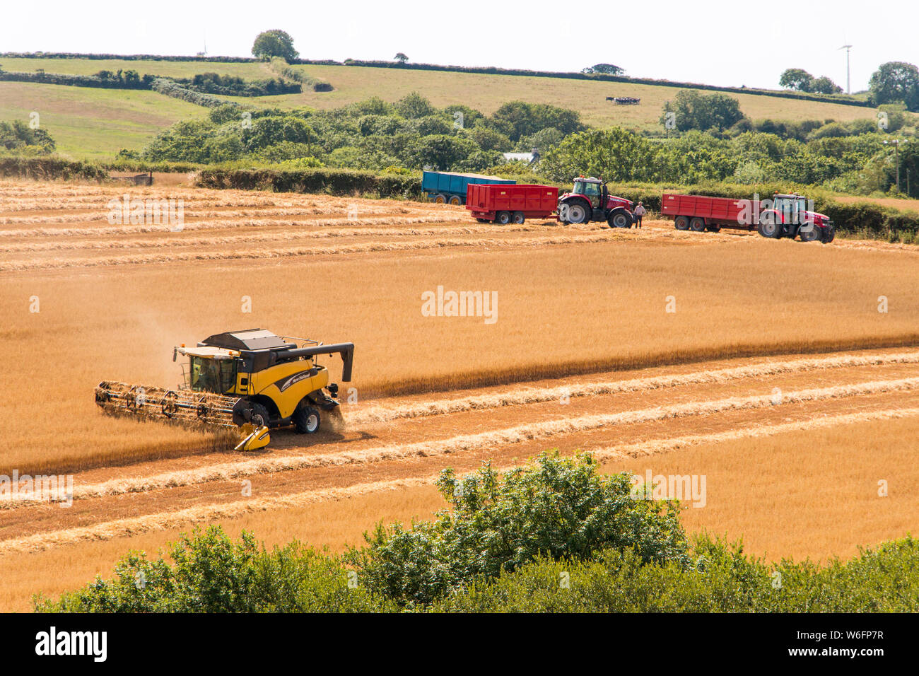 Mietitrebbia per la raccolta di mietitura nel campo di mais, Pembrokeshire Wales. Giornata estiva soleggiata. Foto Stock