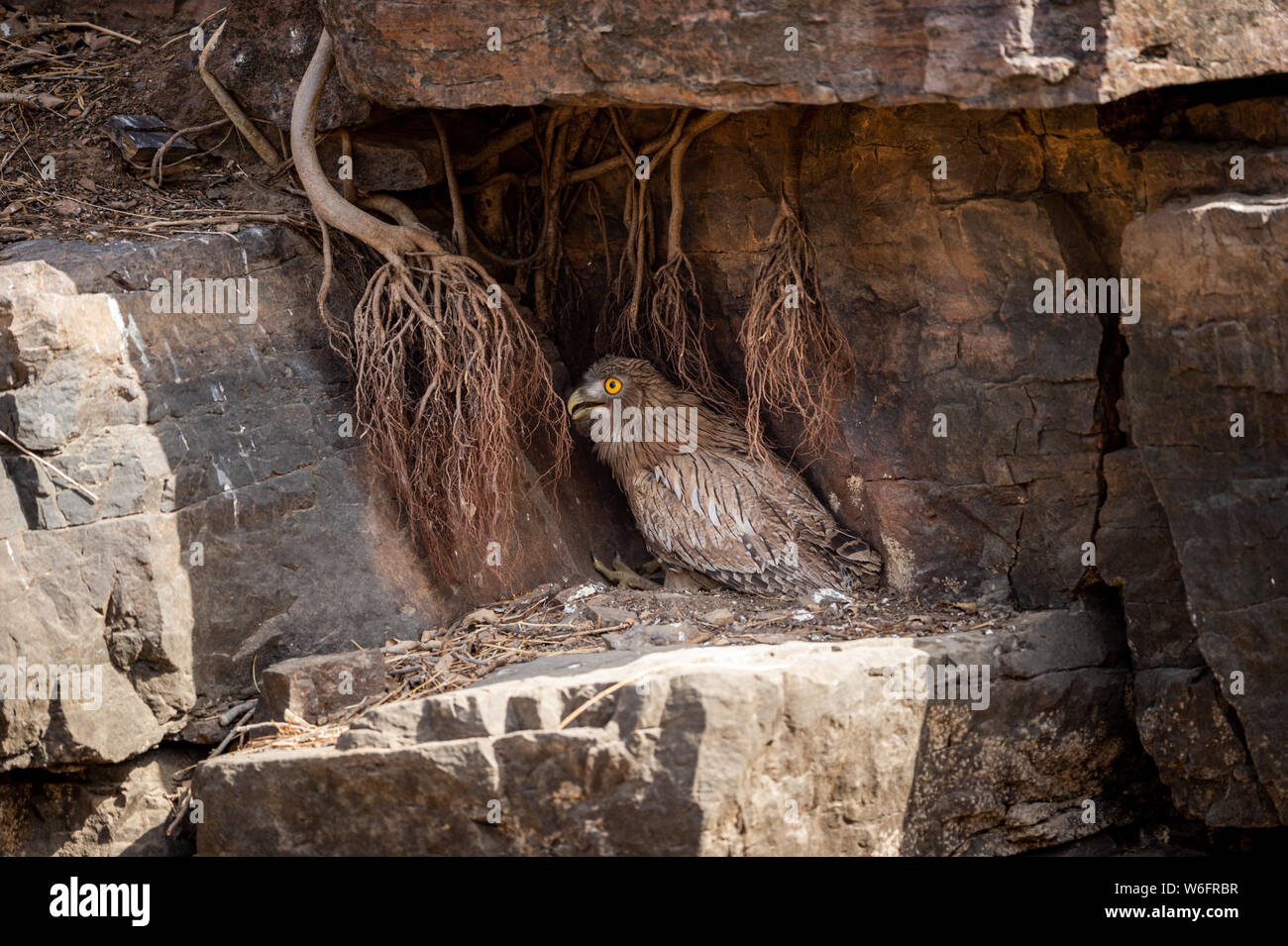 Brown pesce civetta o Bubo zeylonensis seduto sotto il nido di roccia alla foresta di India centrale ranthambore national park, Rajasthan, India Foto Stock