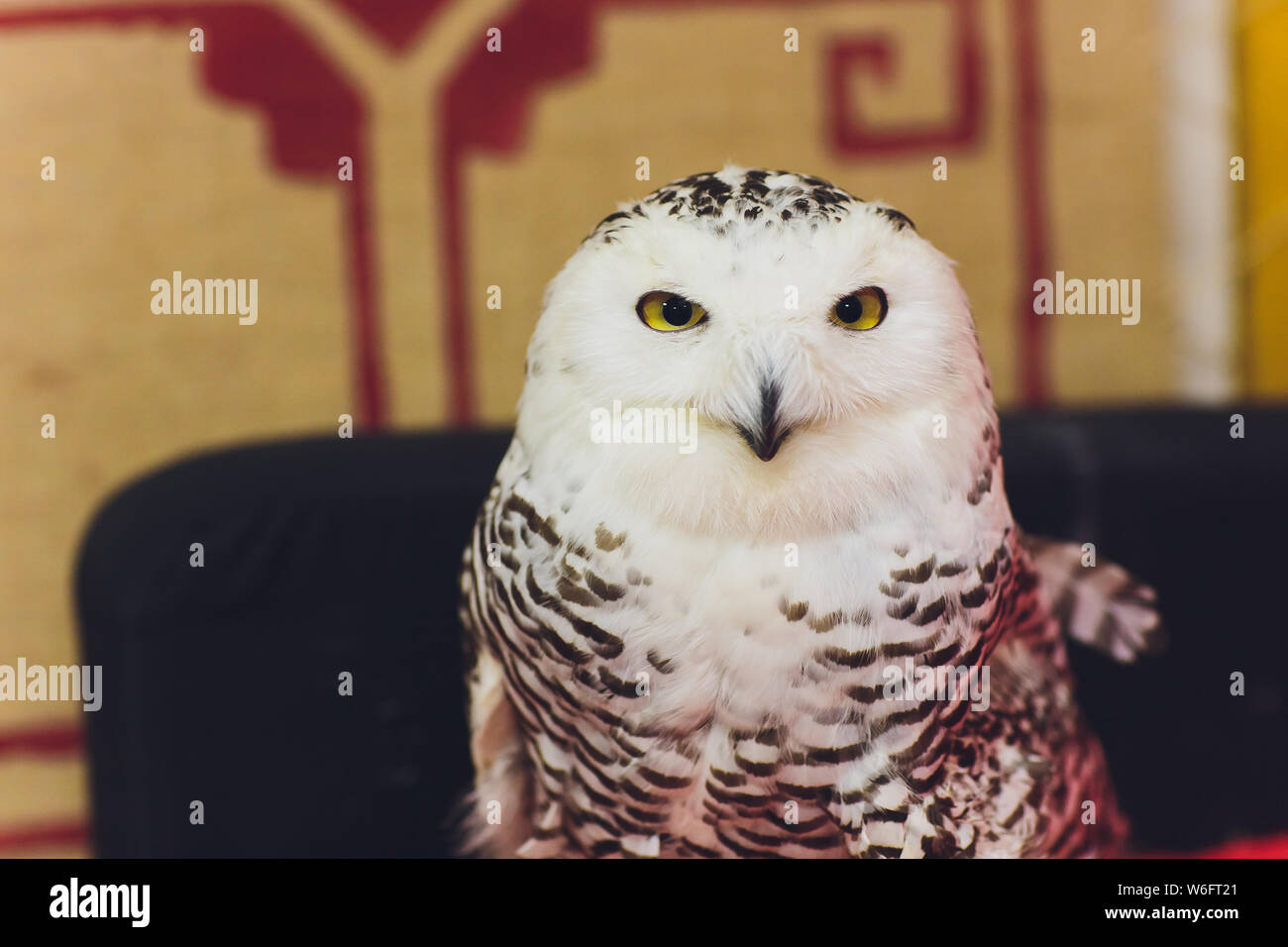 Polar civetta delle nevi si siede sul pesce persico e guarda nella telecamera. Spazio per il testo accanto all'Owl. Foto Stock