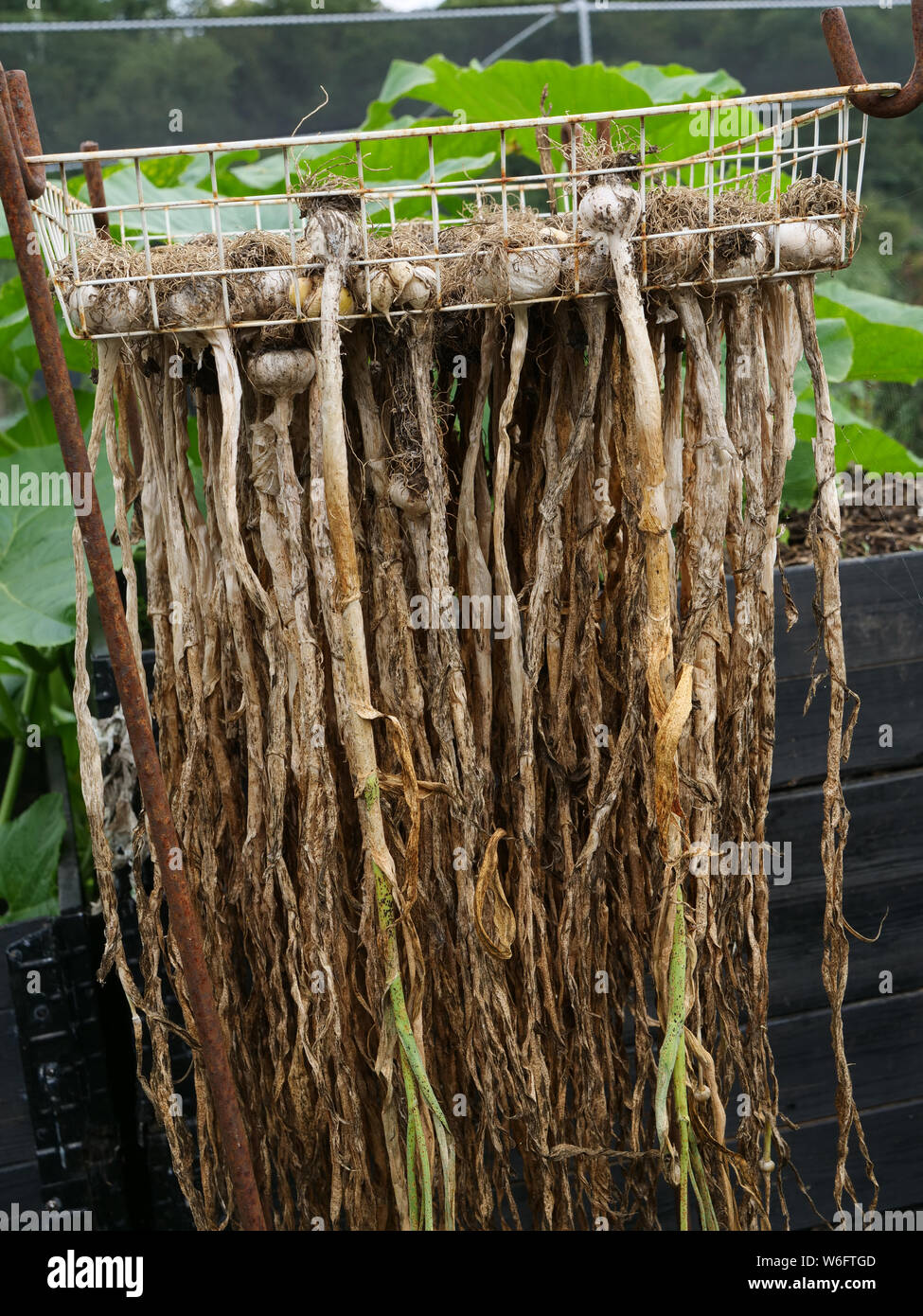 Aglio, coltivate su un riparto in Londra, Regno Unito, appeso a testa in giù da una rastrelliera per essiccazione o indurimento, dopo la raccolta in luglio. Foto Stock