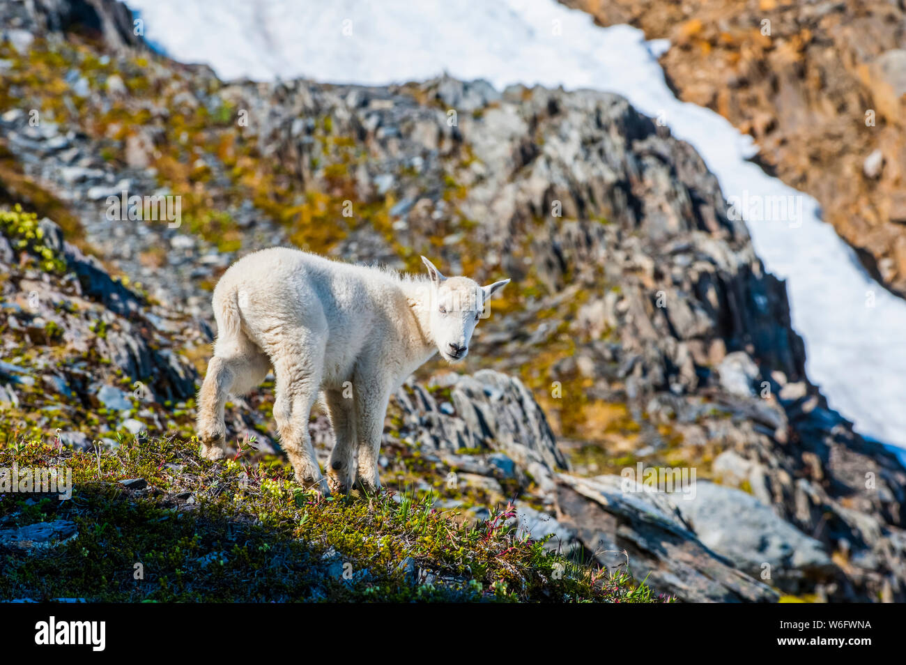 Close-up di una capra di montagna (Oreamnos americanus) kid nel Parco nazionale di Kenai Fjords in un assolato pomeriggio estivo nel centro-sud della Alaska Foto Stock