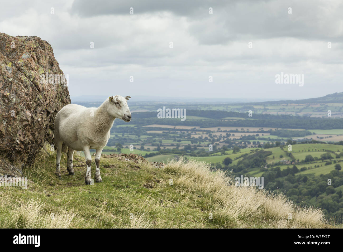 Pecora su di una collina che si affaccia sul paesaggio inglese nello Shropshire, Regno Unito Foto Stock